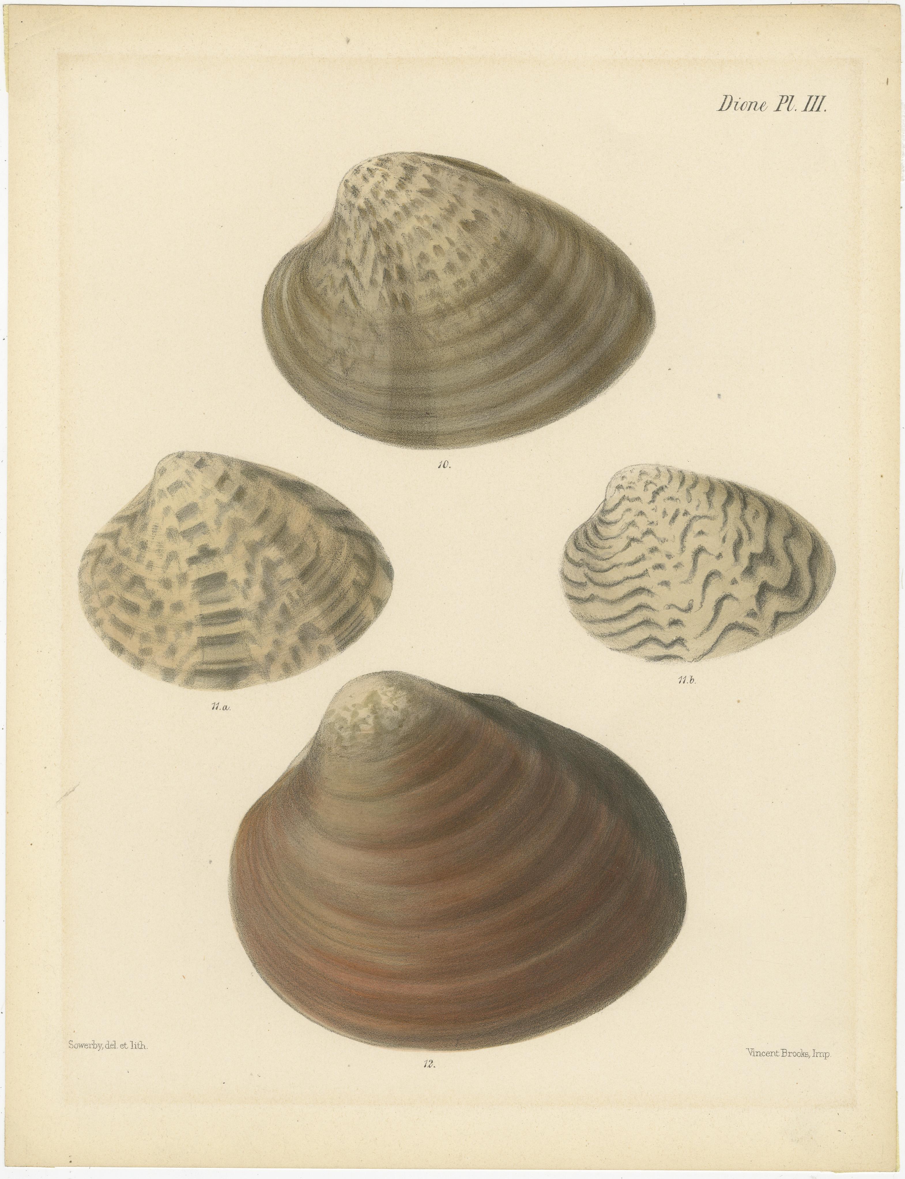 Título: Grabados de conchas de las Ilustraciones de la vida marina de Sowerby

Descripción: Esta recopilación presenta tres exquisitos grabados de conchas marinas, creados originalmente por James Sowerby. Los grabados se titulan 
