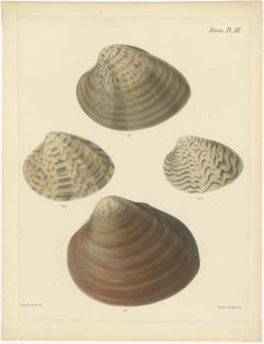 Shell Engravings from Sowerby's Illustrations of Marine Life, circa 1842