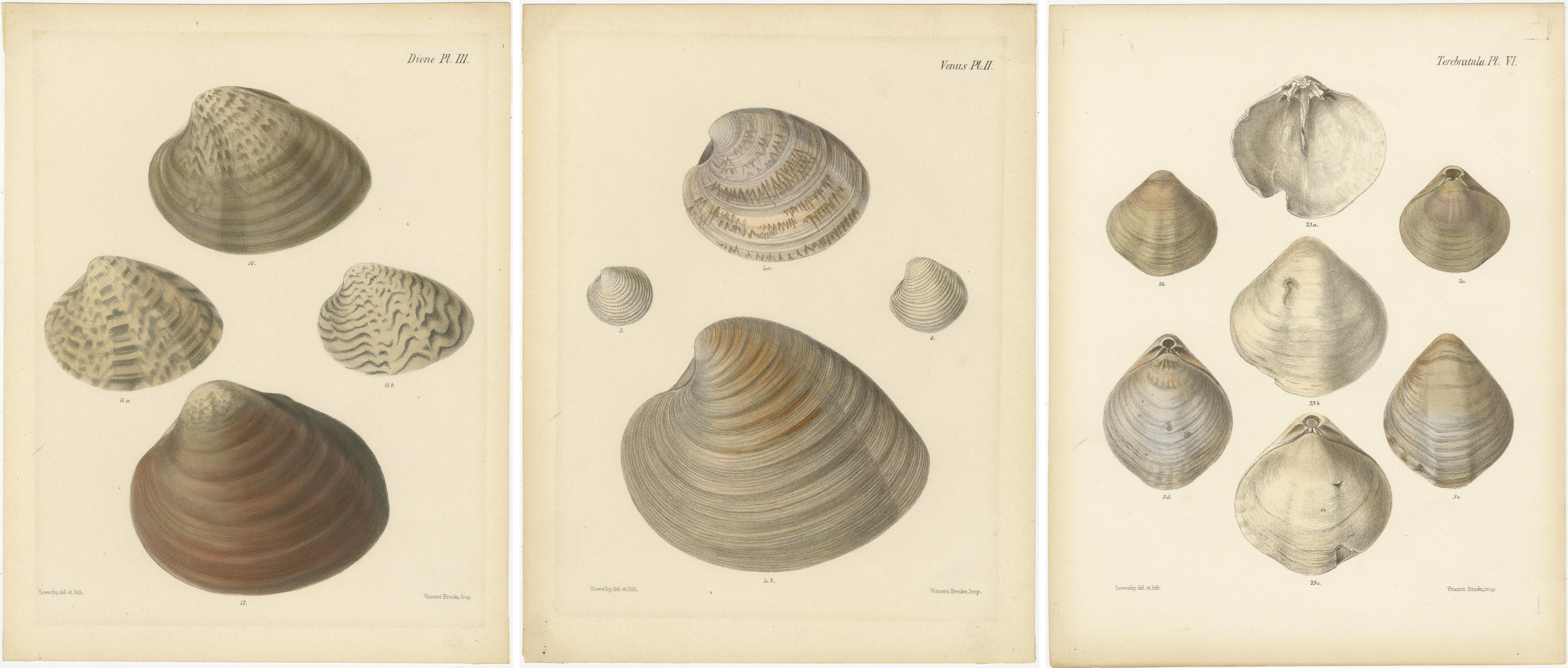 Grabados de conchas de las Ilustraciones de la vida marina de Sowerby, hacia 1842 Papel