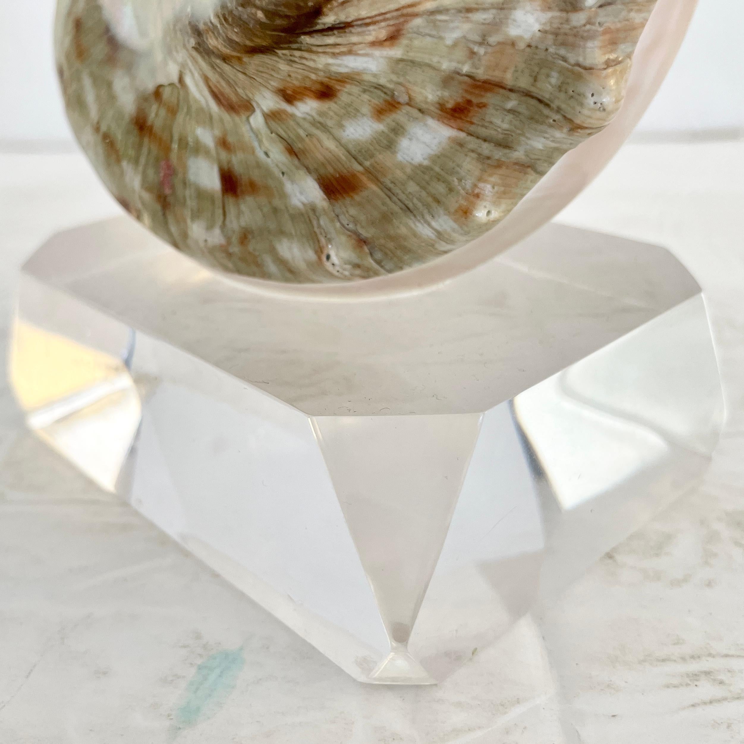 Shell on a Lucite Base For Sale 8