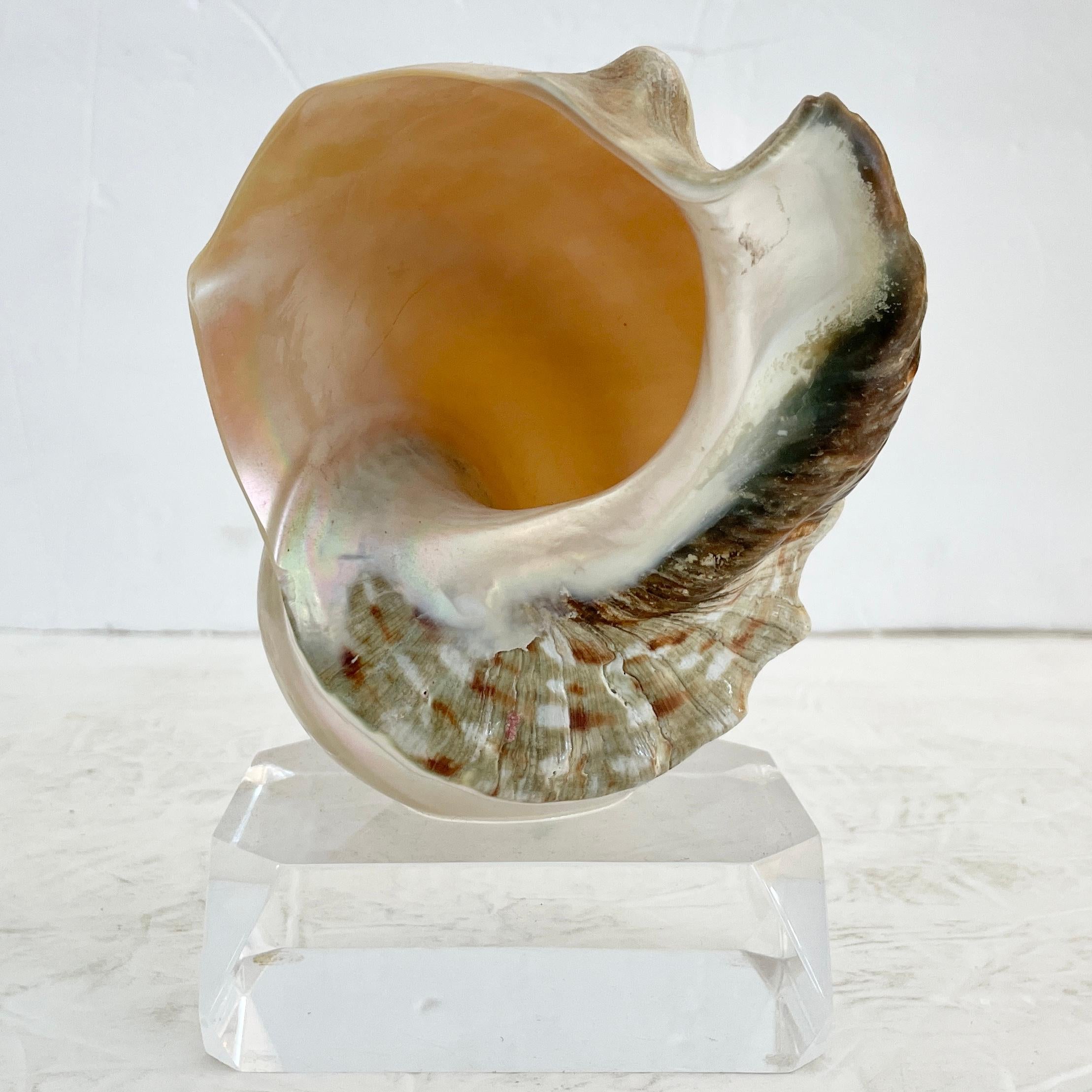 Beautiful Boho Chic Shell standing on a lucite base. Great addition to your Boho Chic inspired interiors.