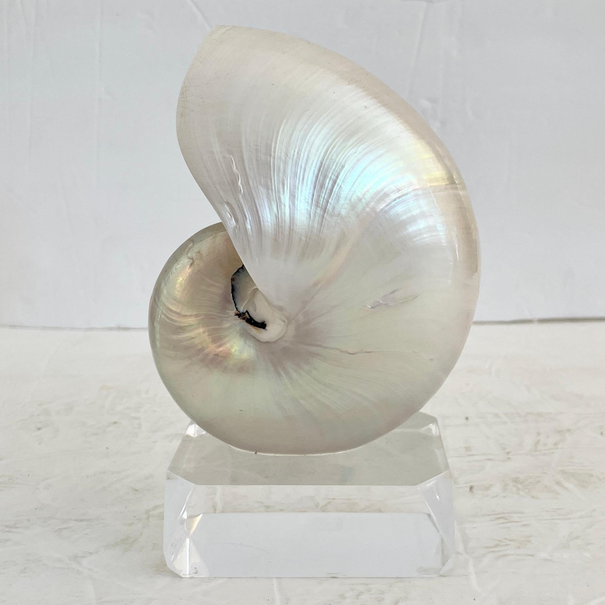 Modern Shell on a Lucite Base For Sale
