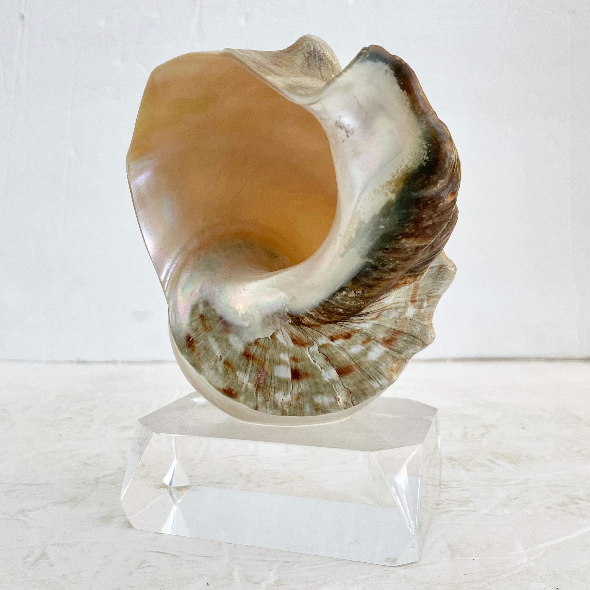 Modern Shell on a Lucite Base For Sale