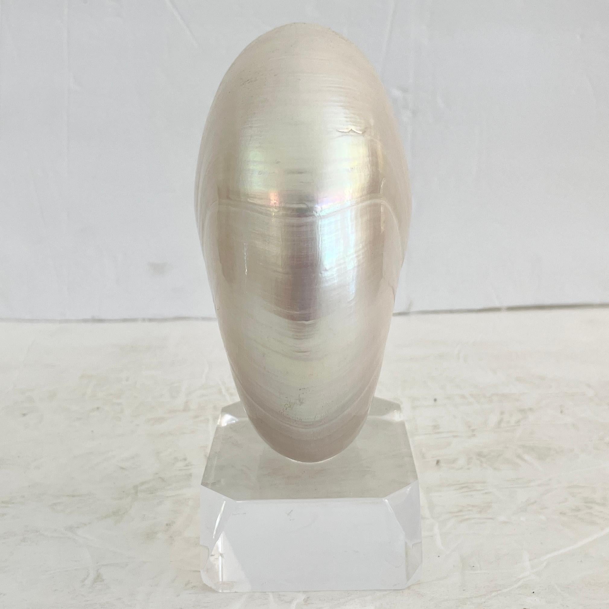 American Shell on a Lucite Base For Sale