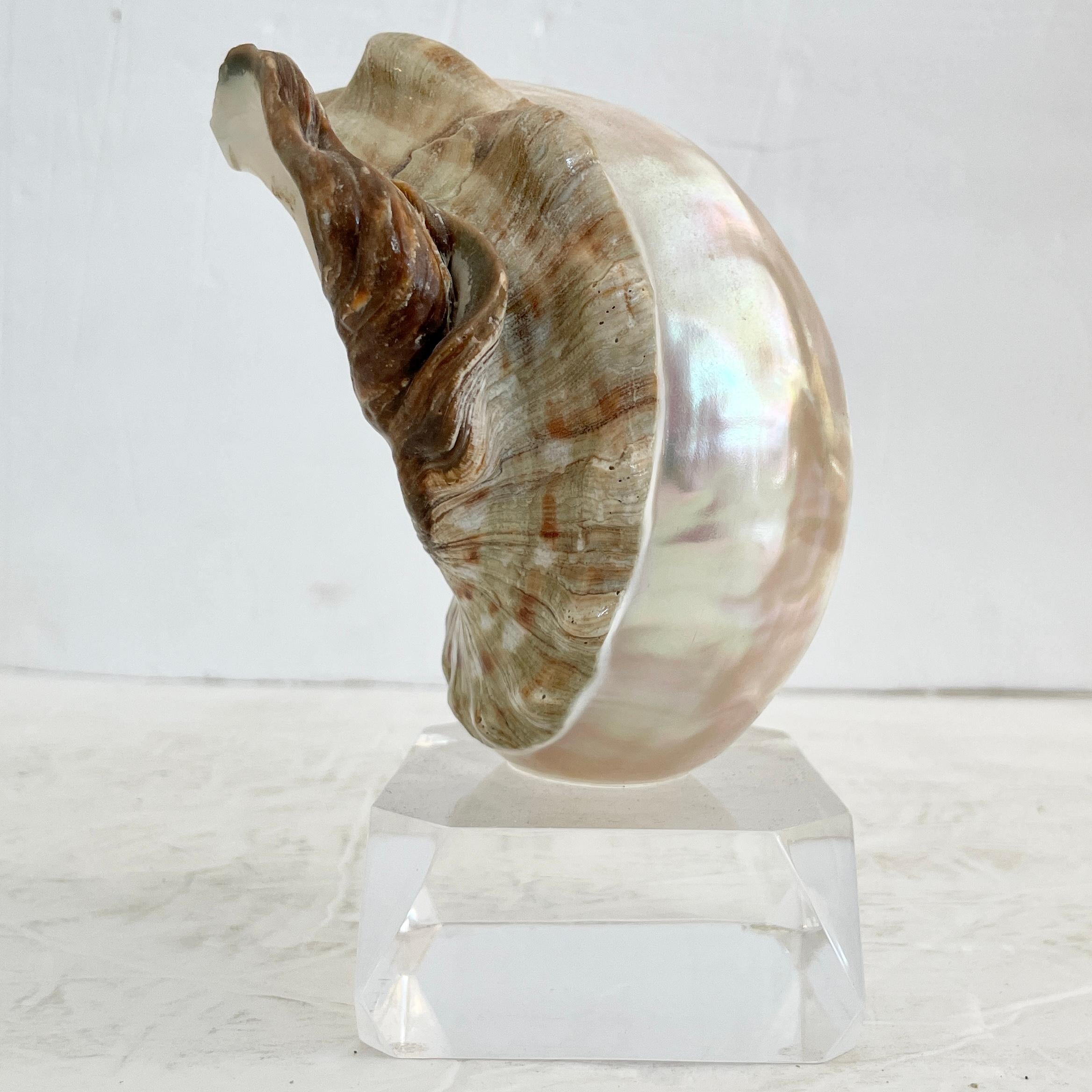 Shell on a Lucite Base In Good Condition For Sale In Los Angeles, CA