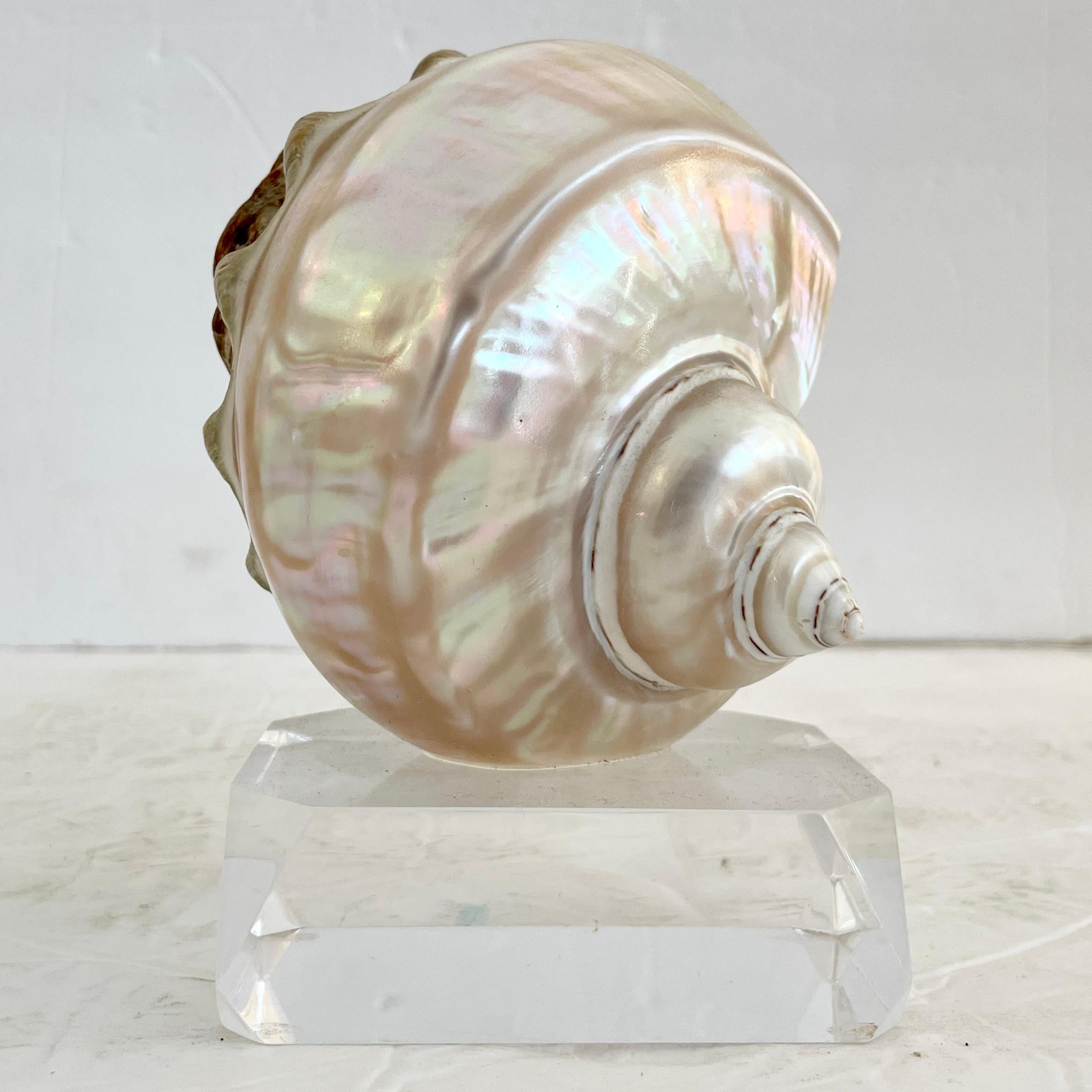 Mid-20th Century Shell on a Lucite Base For Sale