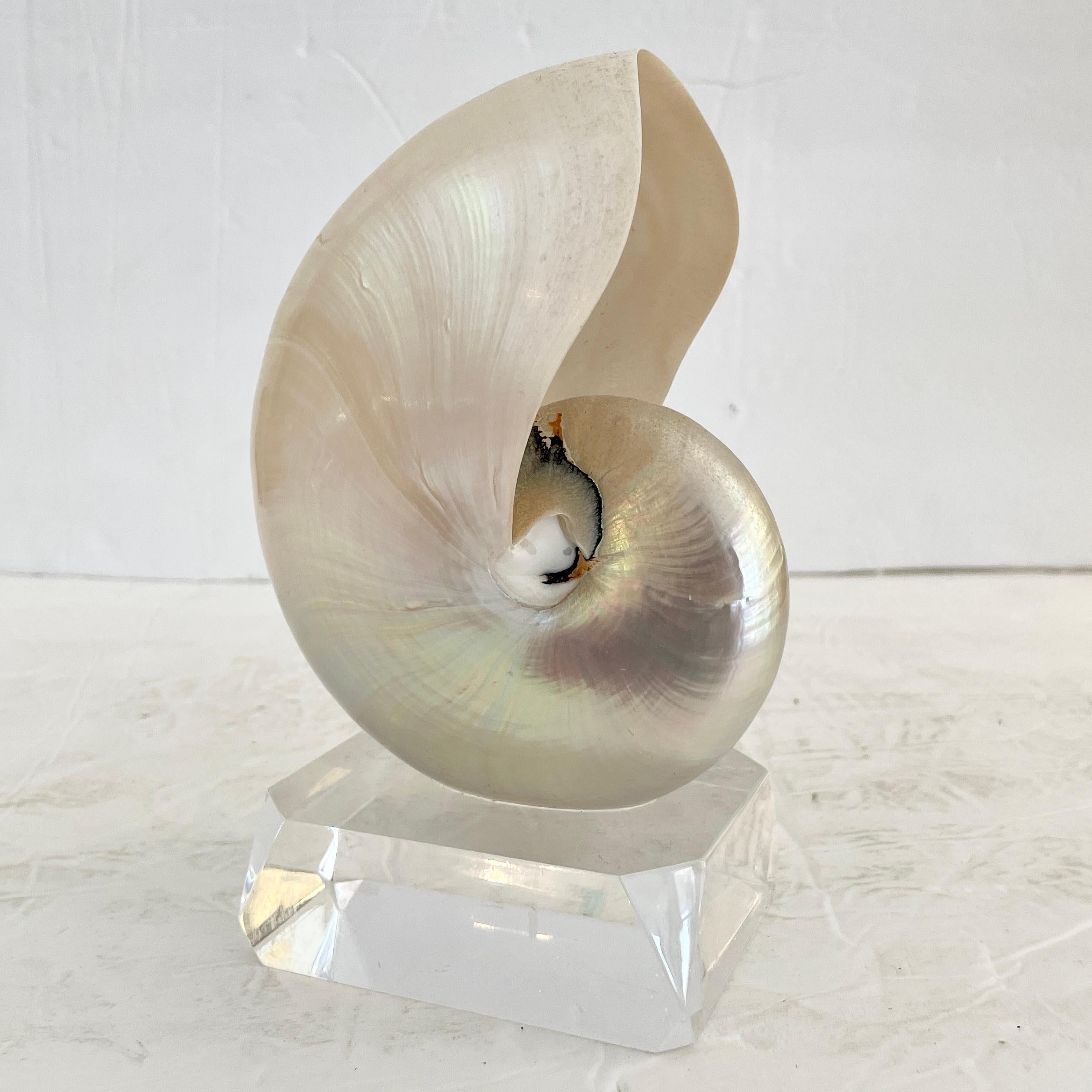 Shell on a Lucite Base For Sale 1