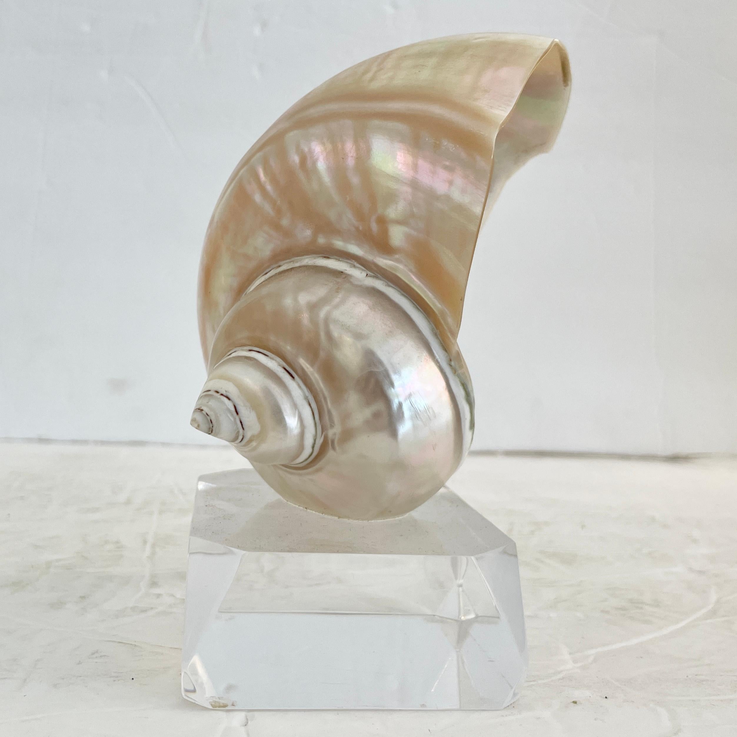 Shell on a Lucite Base For Sale 2