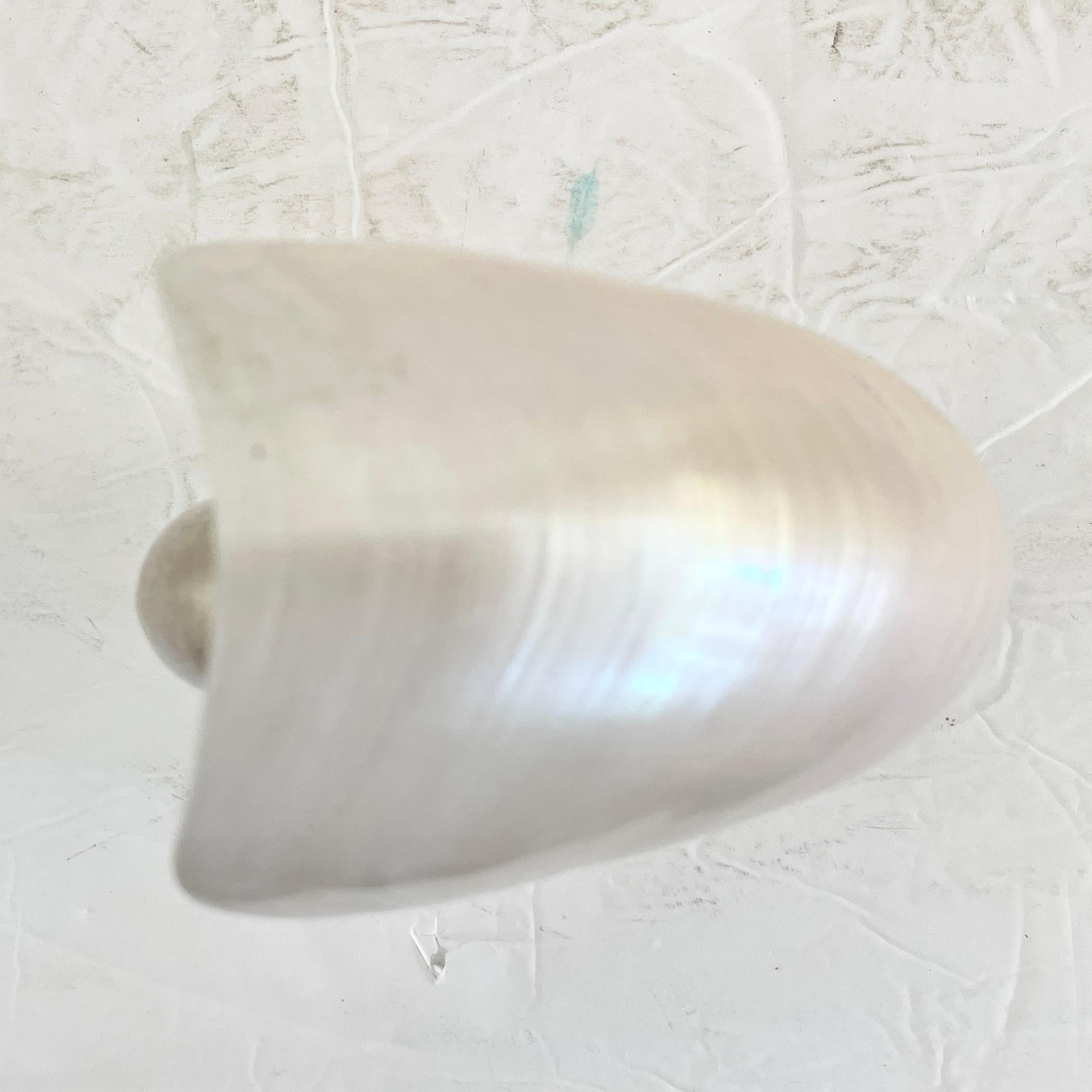 Shell on a Lucite Base For Sale 3