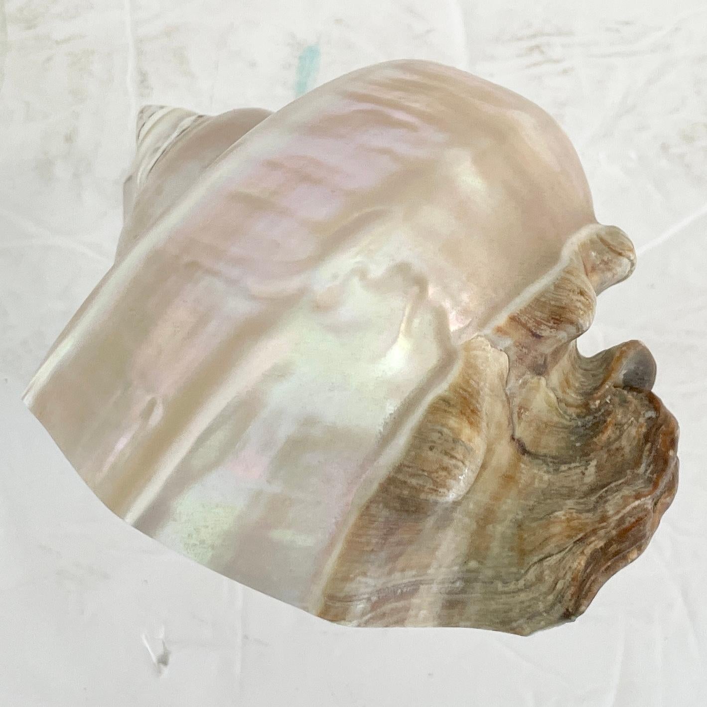 Shell on a Lucite Base For Sale 4