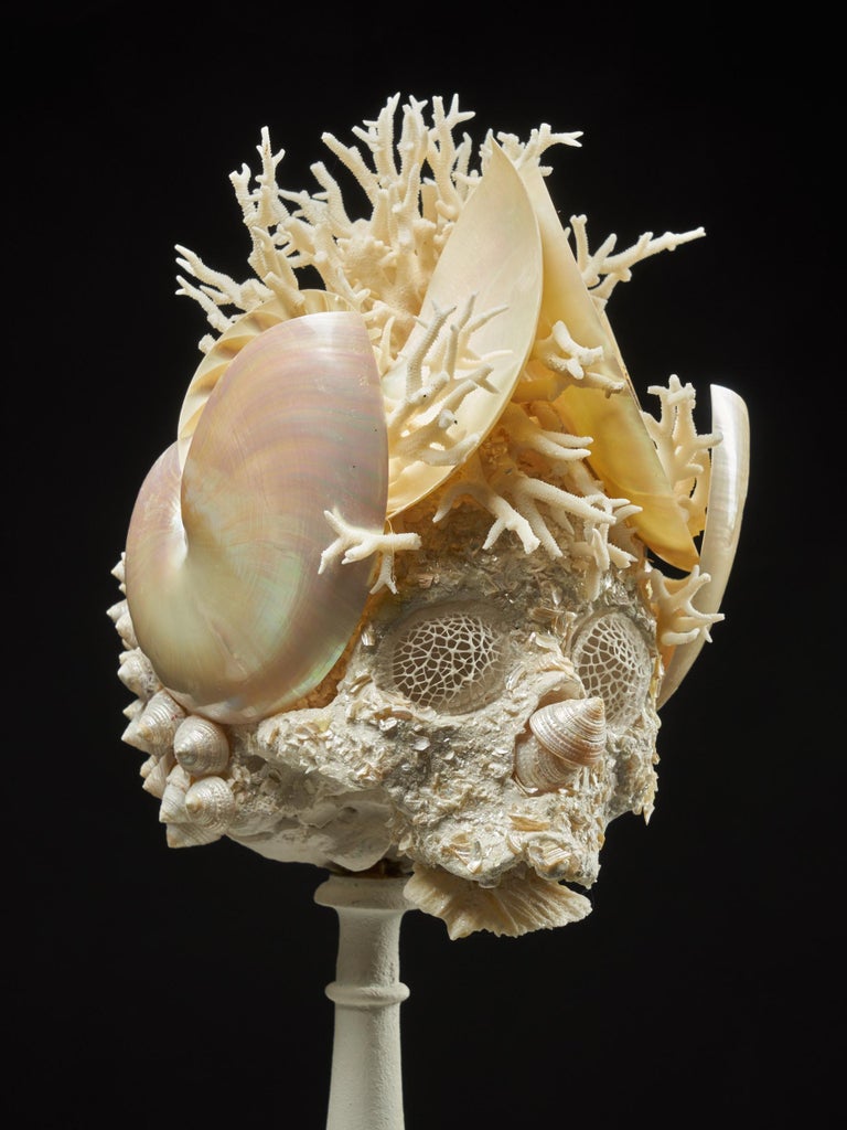 Shell Sculpture of Fantastic Head on Museum Stand at 1stDibs
