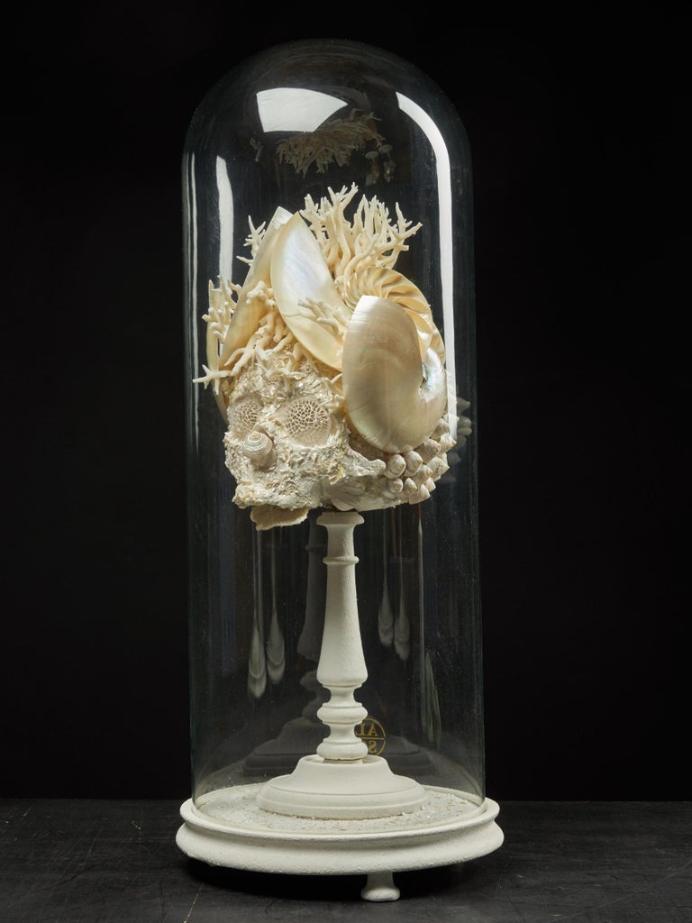 Shell Sculpture of Fantastic Head on Museum Stand at 1stDibs