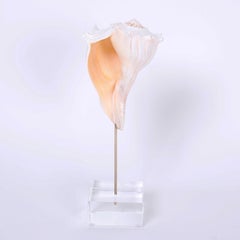 Shell Specimens Mounted on Lucite