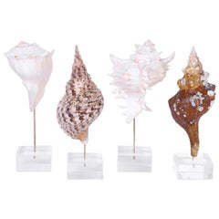 Shell Specimens Mounted on Lucite