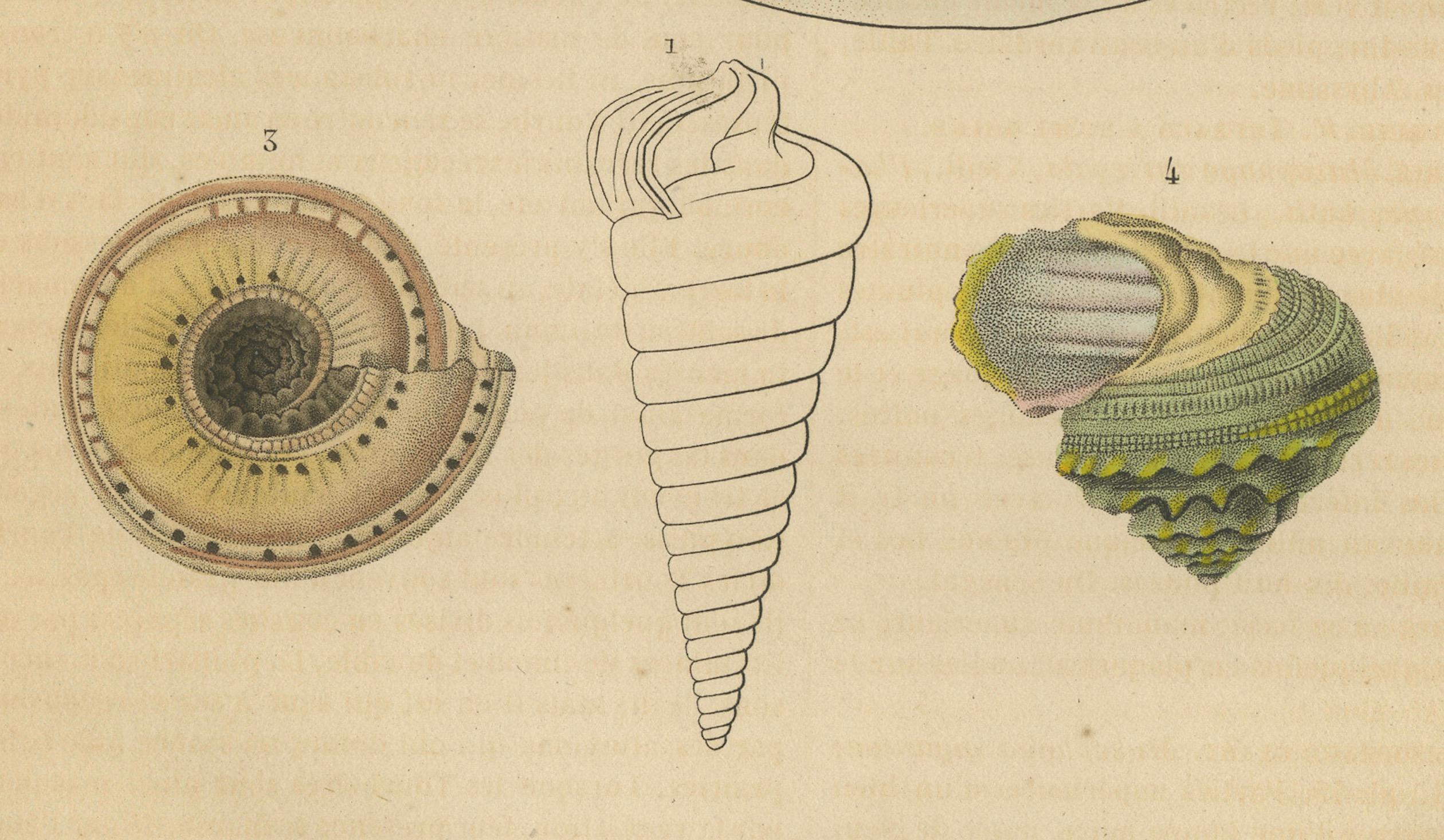 The illustration is a collection of various shells, likely representing both gastropods and bivalves:

1. **Télescope vulgaire** - Possibly named for its elongated, tubular shape, resembling a telescope.
2. **Toupie pagode** - This may refer to a