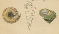 Shell Spectacular: A Collection of Mollusk Shells Engraved and Handcolored, 1845