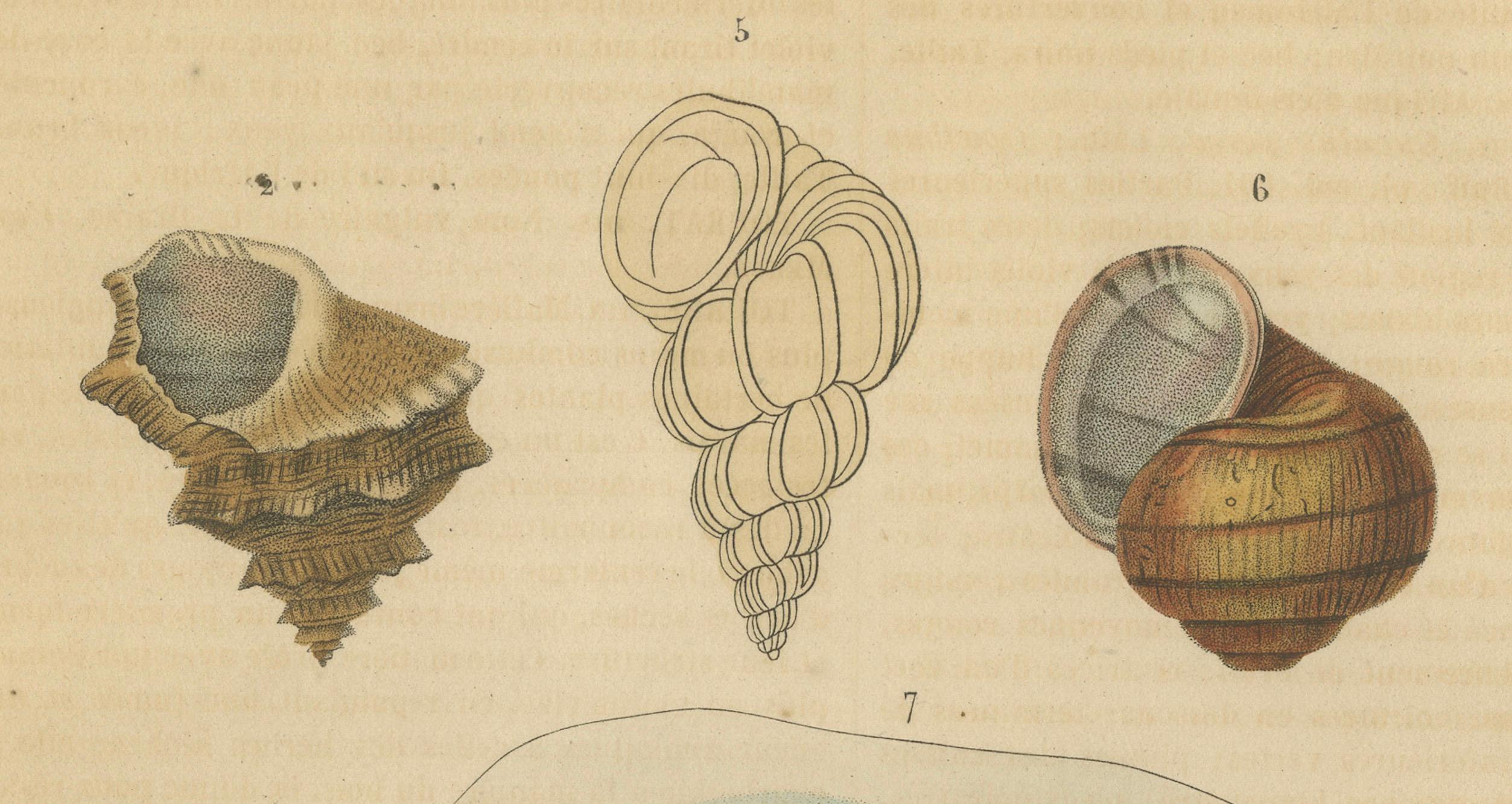 Mid-19th Century Shell Spectacular: A Collection of Mollusk Shells Engraved and Handcolored, 1845 For Sale
