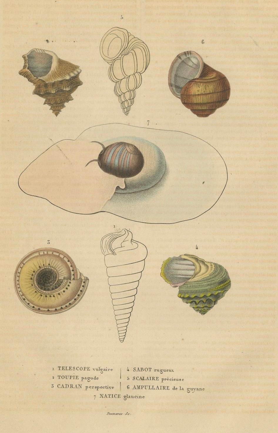 Paper Shell Spectacular: A Collection of Mollusk Shells Engraved and Handcolored, 1845 For Sale