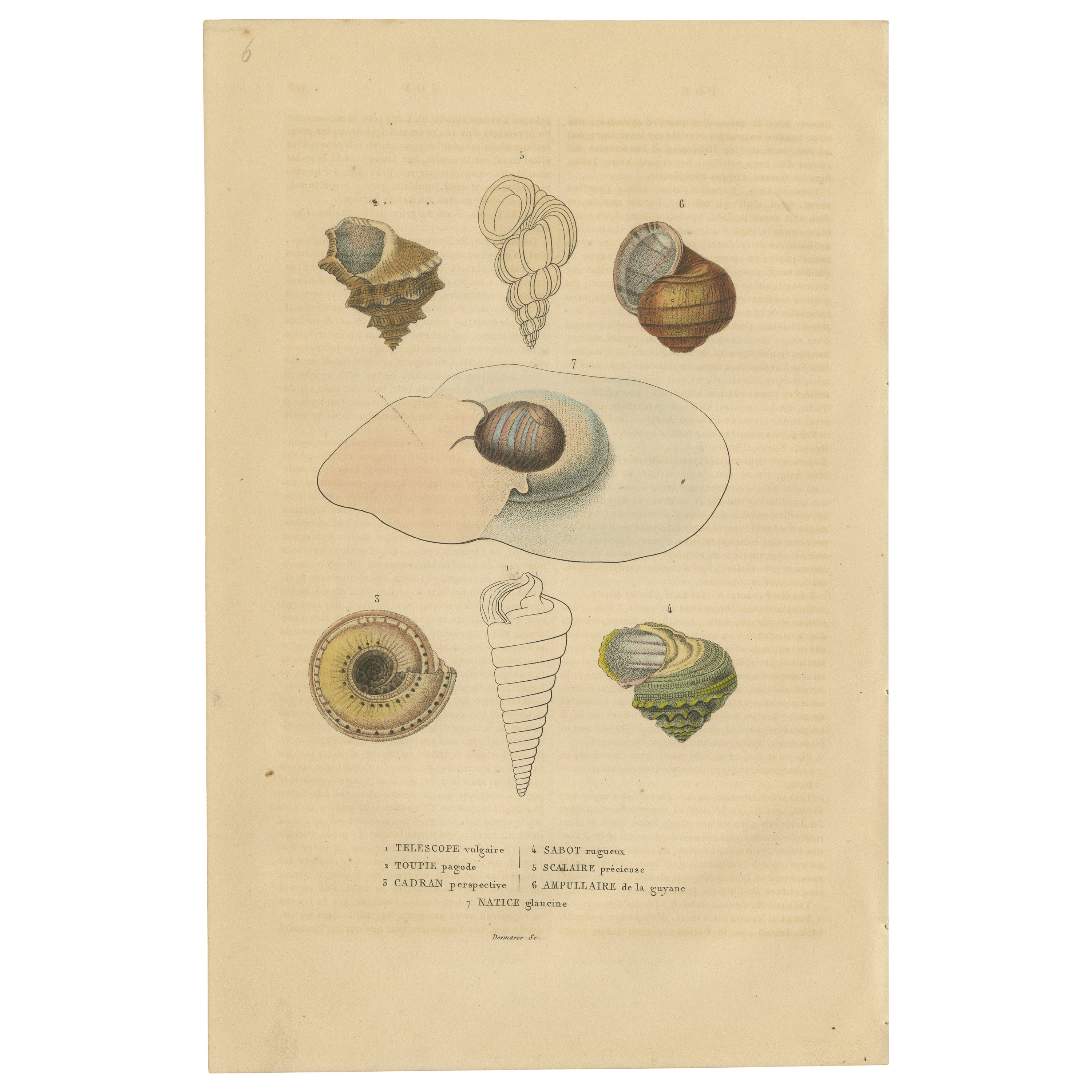 Shell Spectacular: Eine Sammlung von Mollusk-Muscheln, graviert und handkoloriert, 1845 im Angebot