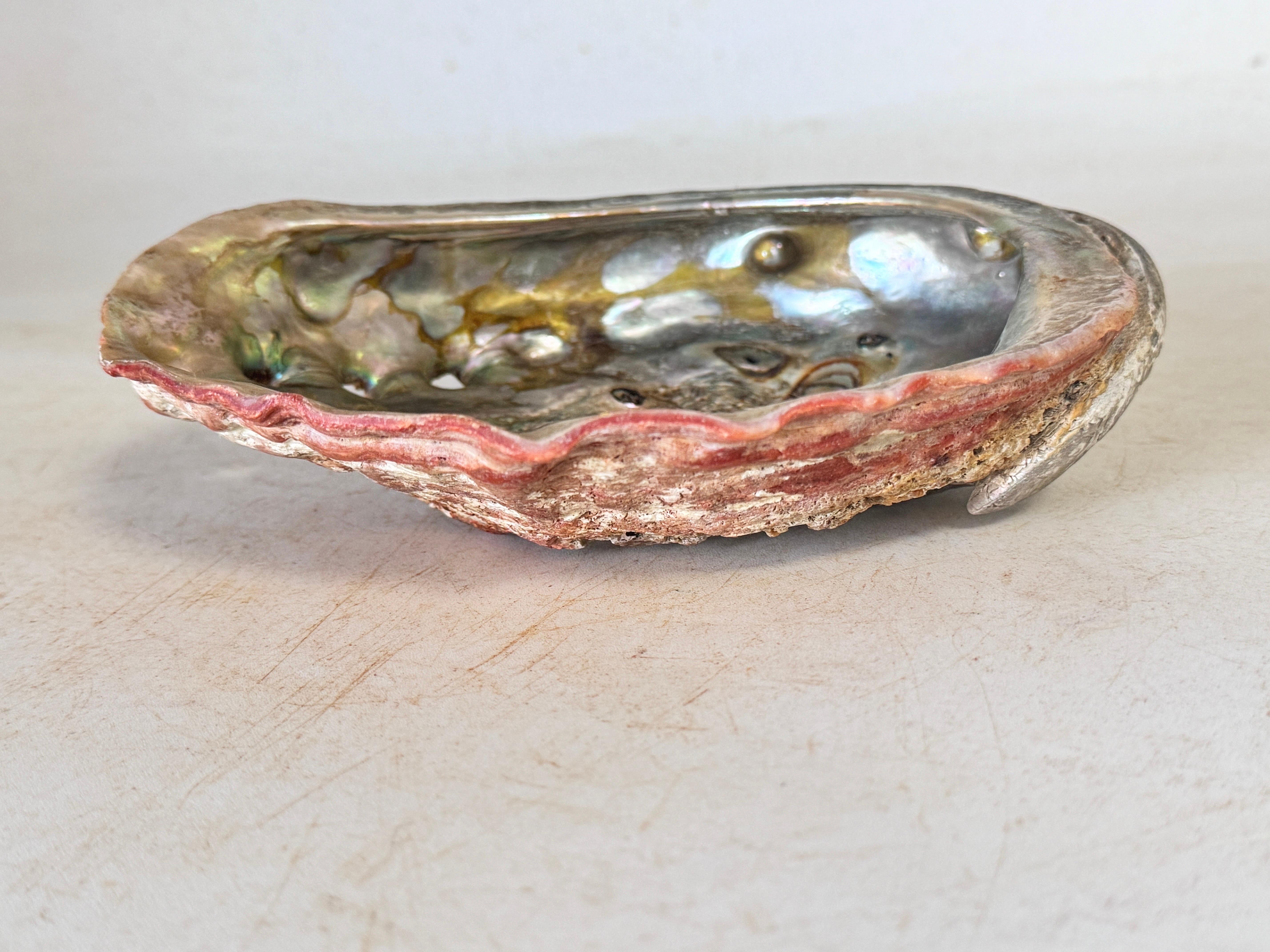 Shell Vide Poche Silver and Naturel Colors 20th Century For Sale 4