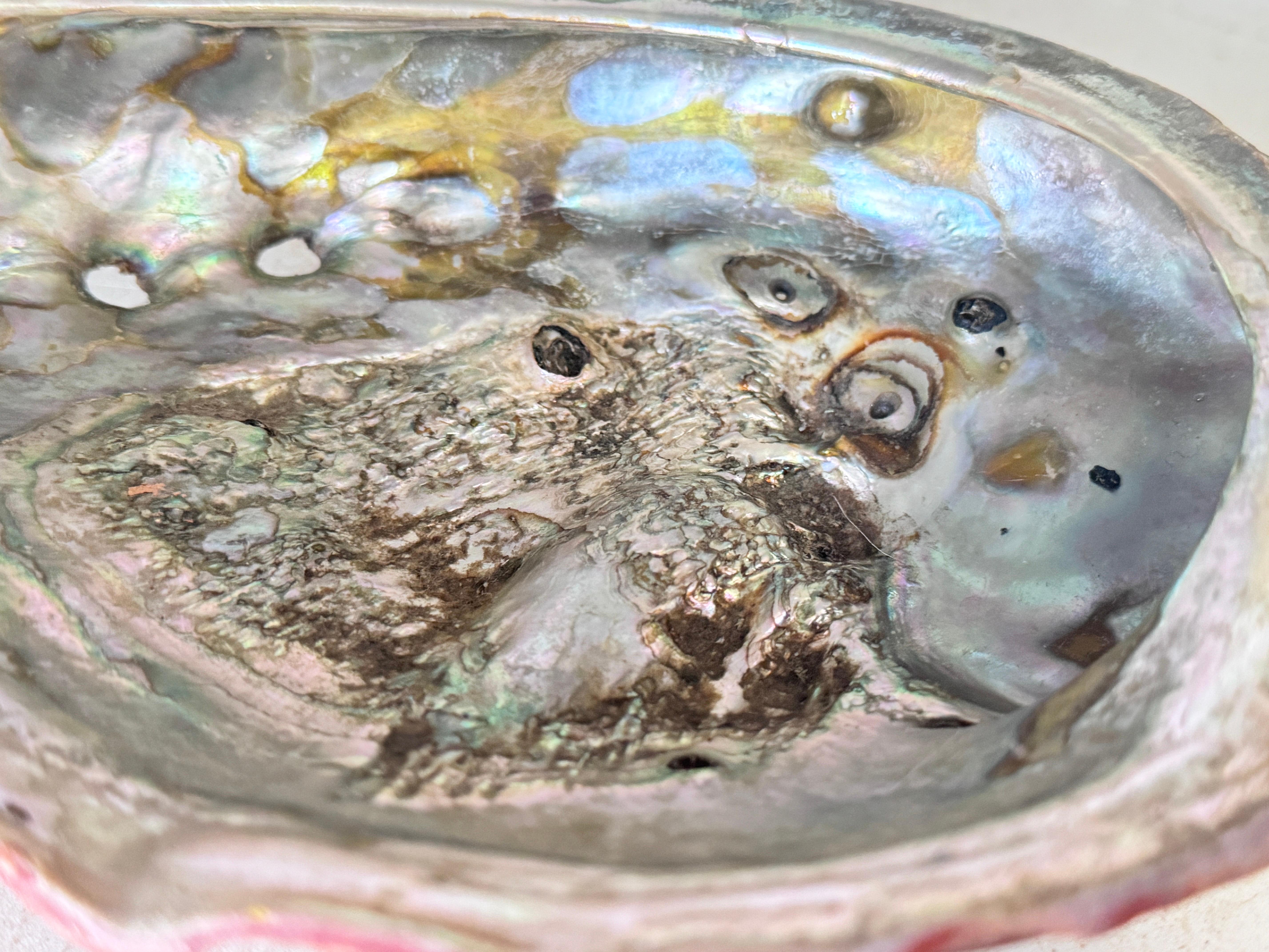 Muschel-Ablageschale aus Silber und Naturfarben des 20. Jahrhunderts im Zustand „Gut“ im Angebot in Auribeau sur Siagne, FR