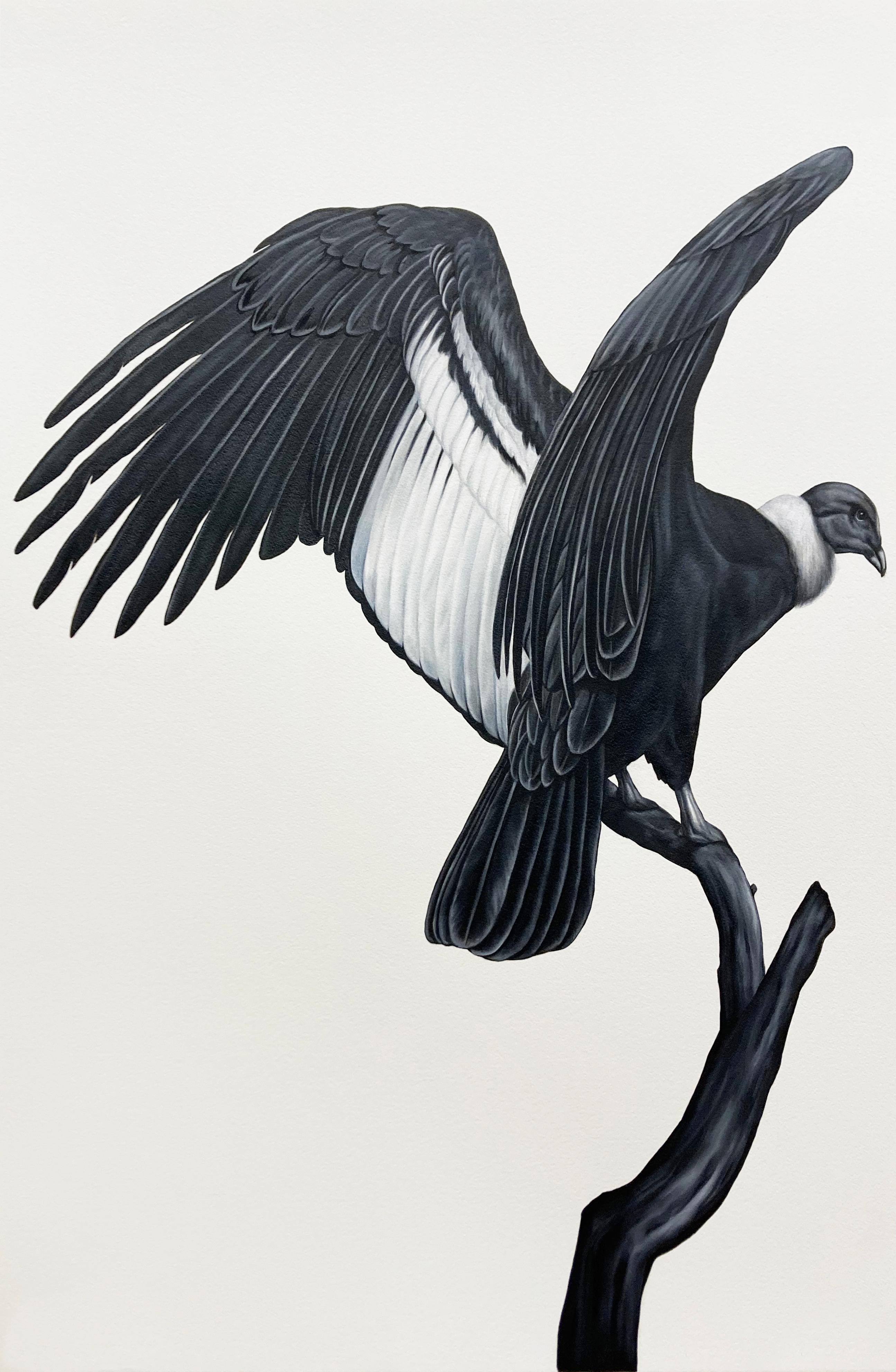 Shelley Reed Animal Painting - Condor