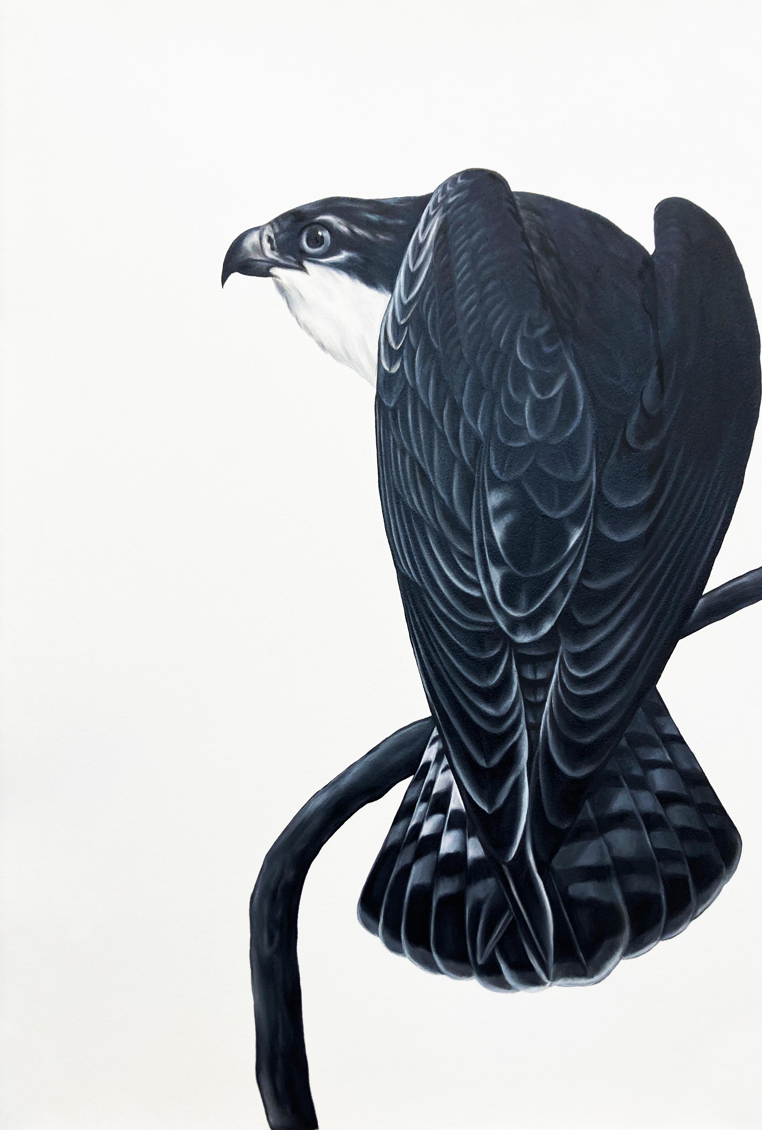 Shelley Reed Animal Painting - Osprey I (after Audubon)