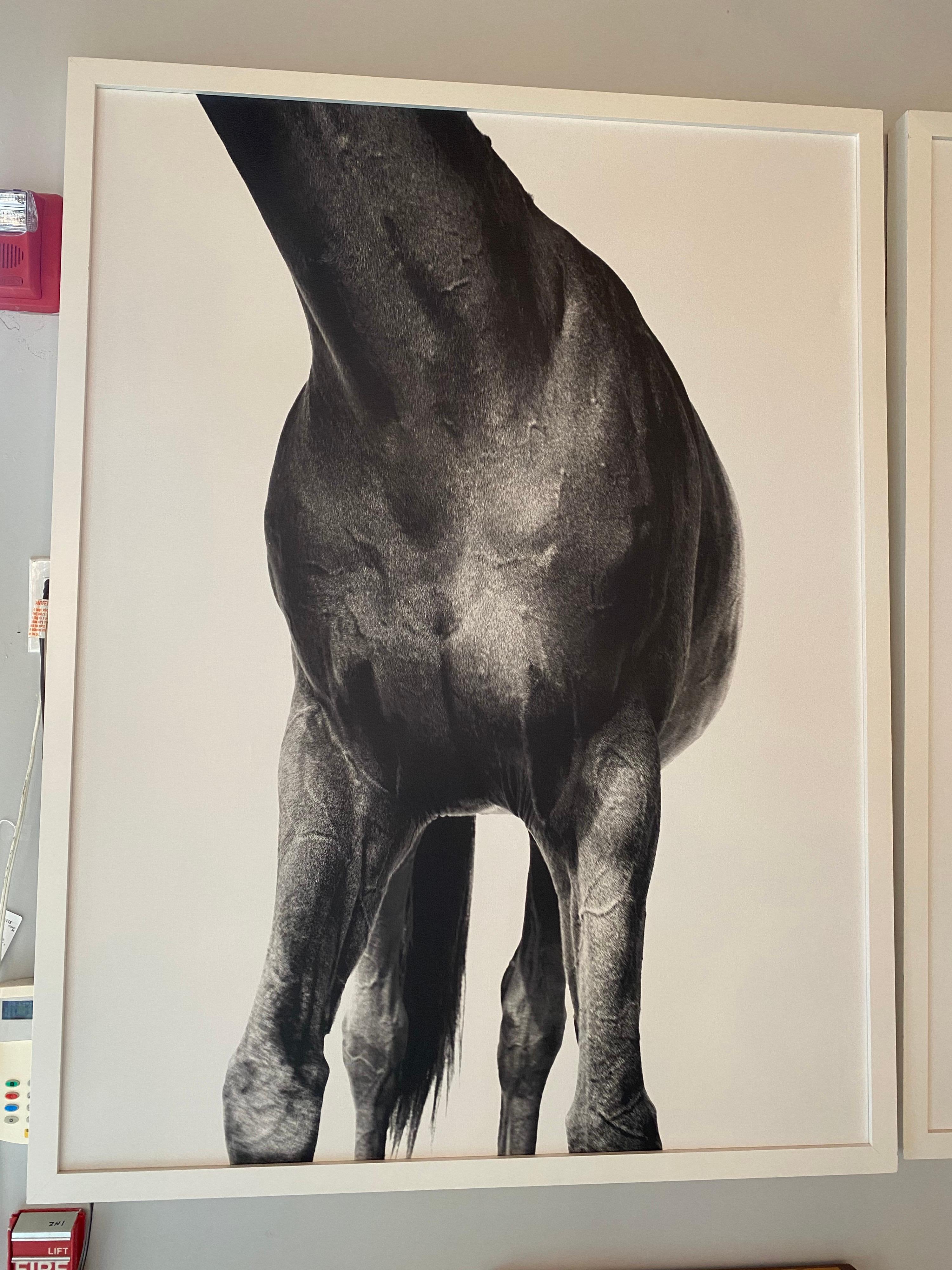 Shelli Breidenbach Horse Triptych In Good Condition In Bridgehampton, NY