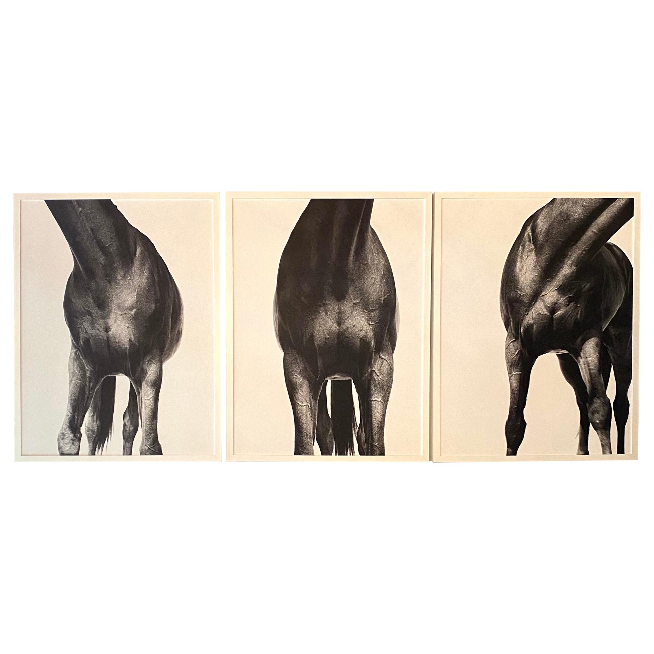 Shelli Breidenbach Horse Triptych