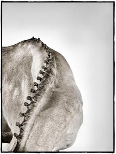 Platin Nr. 7, 2015, Equine Fine Art Fotografie, montiert in Plexiglas