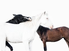 3 Stallions, Kunstfotografie, nur Druck, signiert  