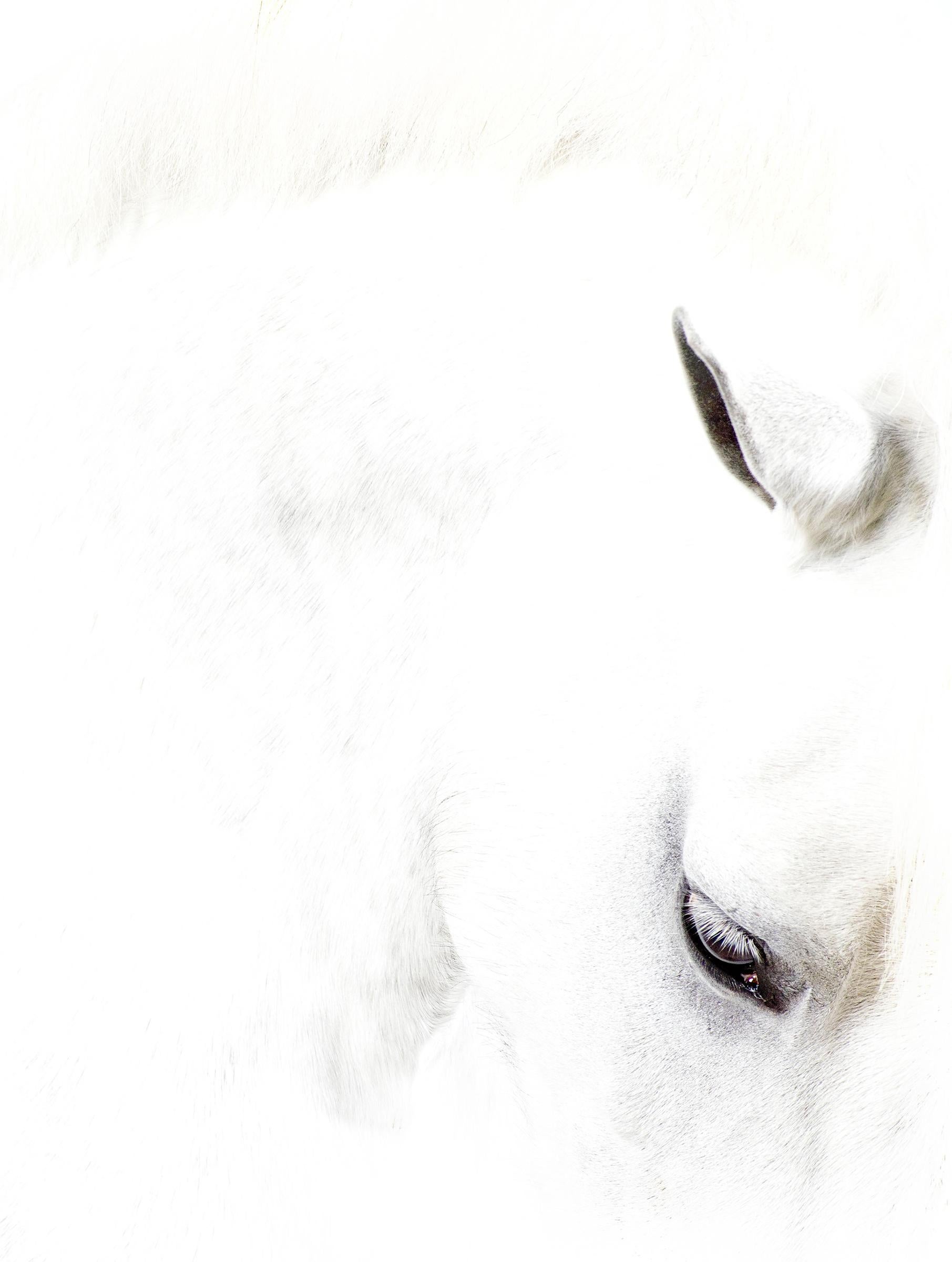Shelli Breidenbach Color Photograph - Tango's Eye, 2015, Fine Art Equine Photography, Print Only