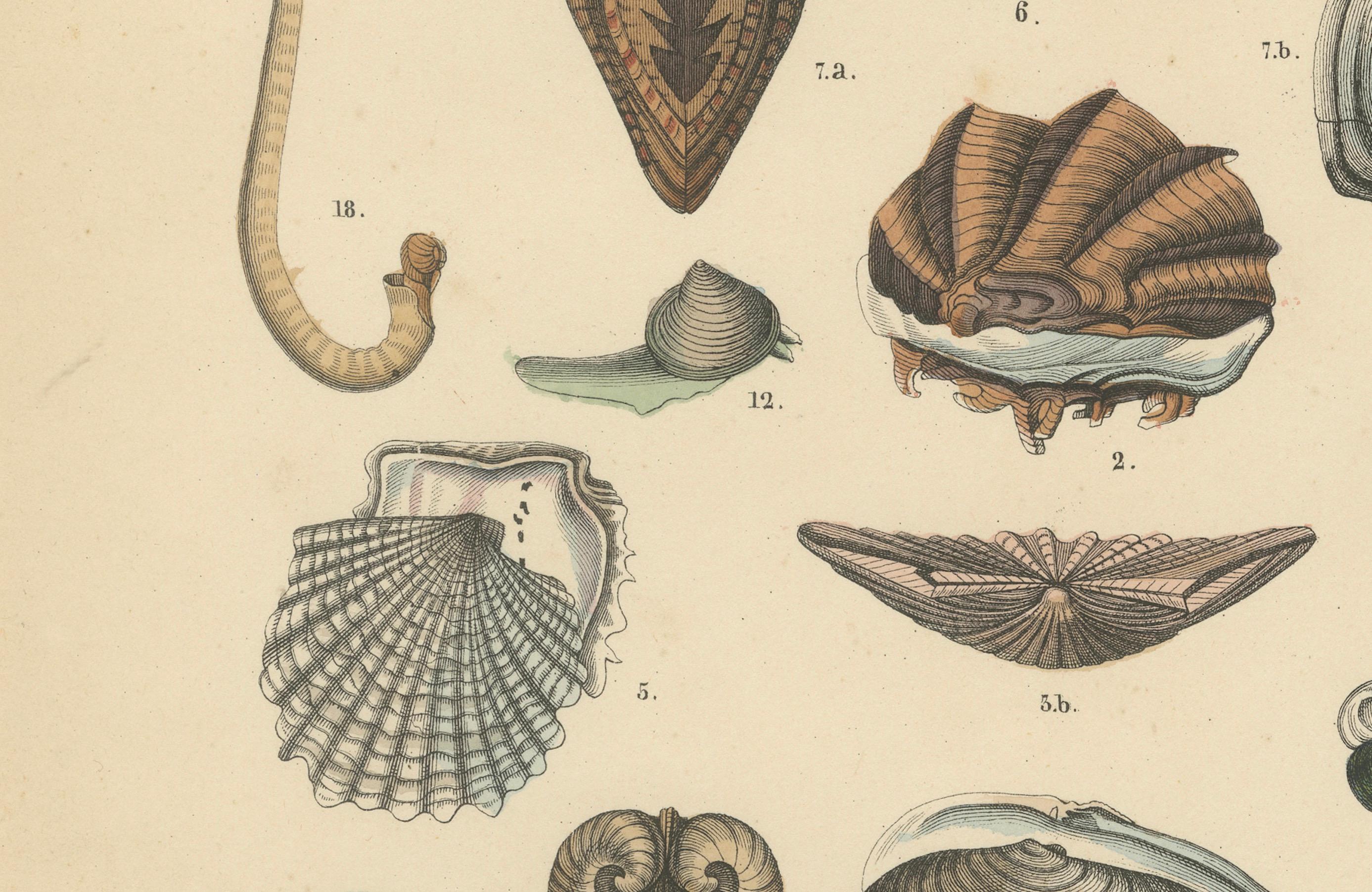 Muscheln & Muscheln Drucken: Muscheln, Austern, Jakobsmuscheln, Venusmuscheln - Antik 1867

Dieser detailreiche antike Druck zeigt eine Vielzahl von Muscheln und Schalentieren, darunter Miesmuscheln, Austern, Jakobsmuscheln, Herzmuscheln und