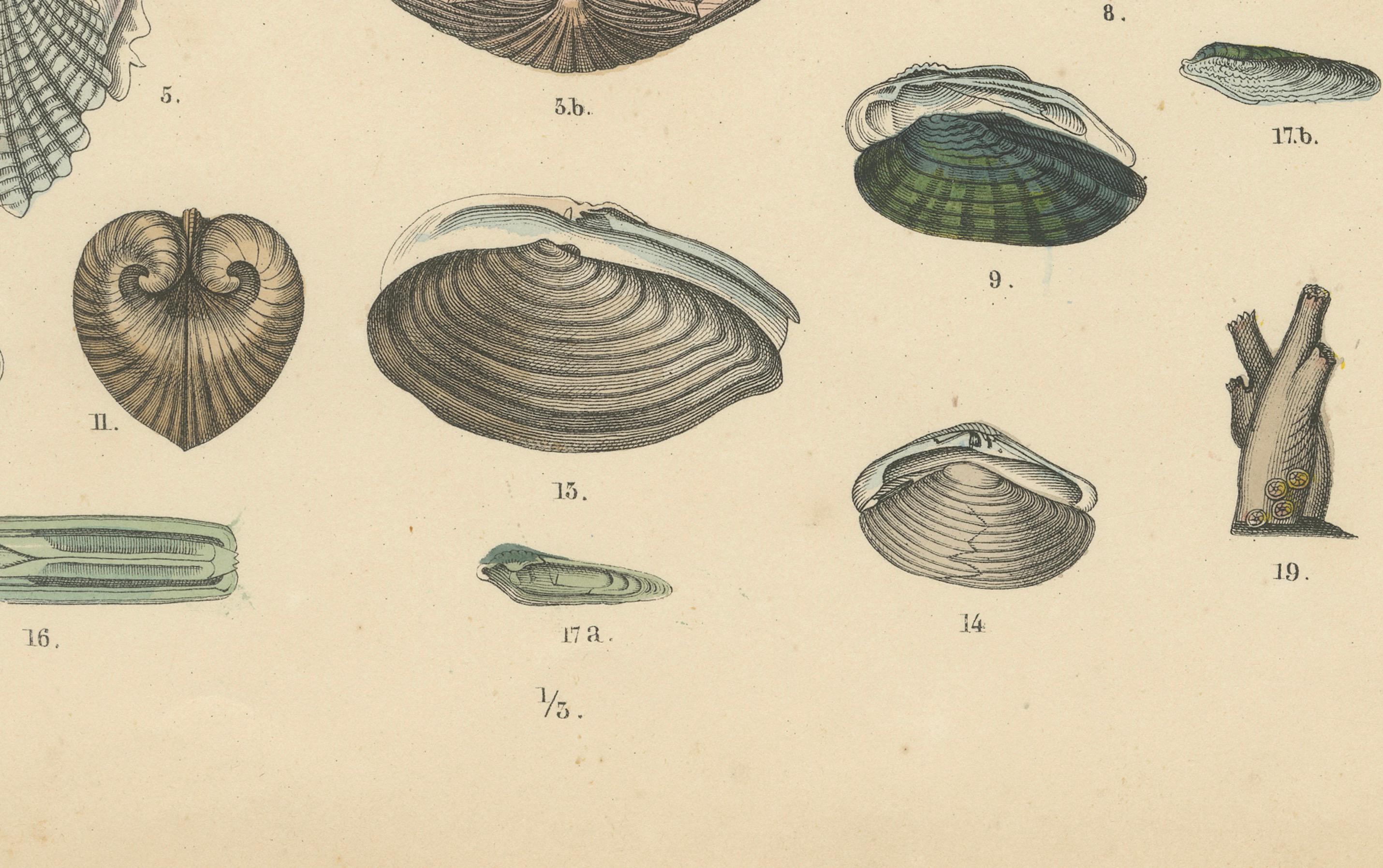 Muscheln & Muscheln Drucken: Muscheln, Austern, Jakobsmuscheln, Venusmuscheln - Antik 1867 (Deutsch) im Angebot