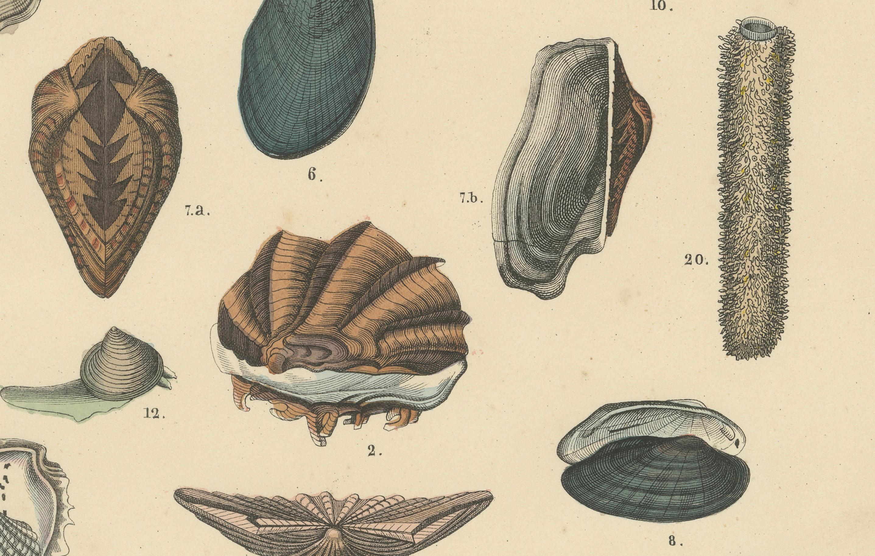 Muscheln & Muscheln Drucken: Muscheln, Austern, Jakobsmuscheln, Venusmuscheln - Antik 1867 im Zustand „Gut“ im Angebot in Langweer, NL
