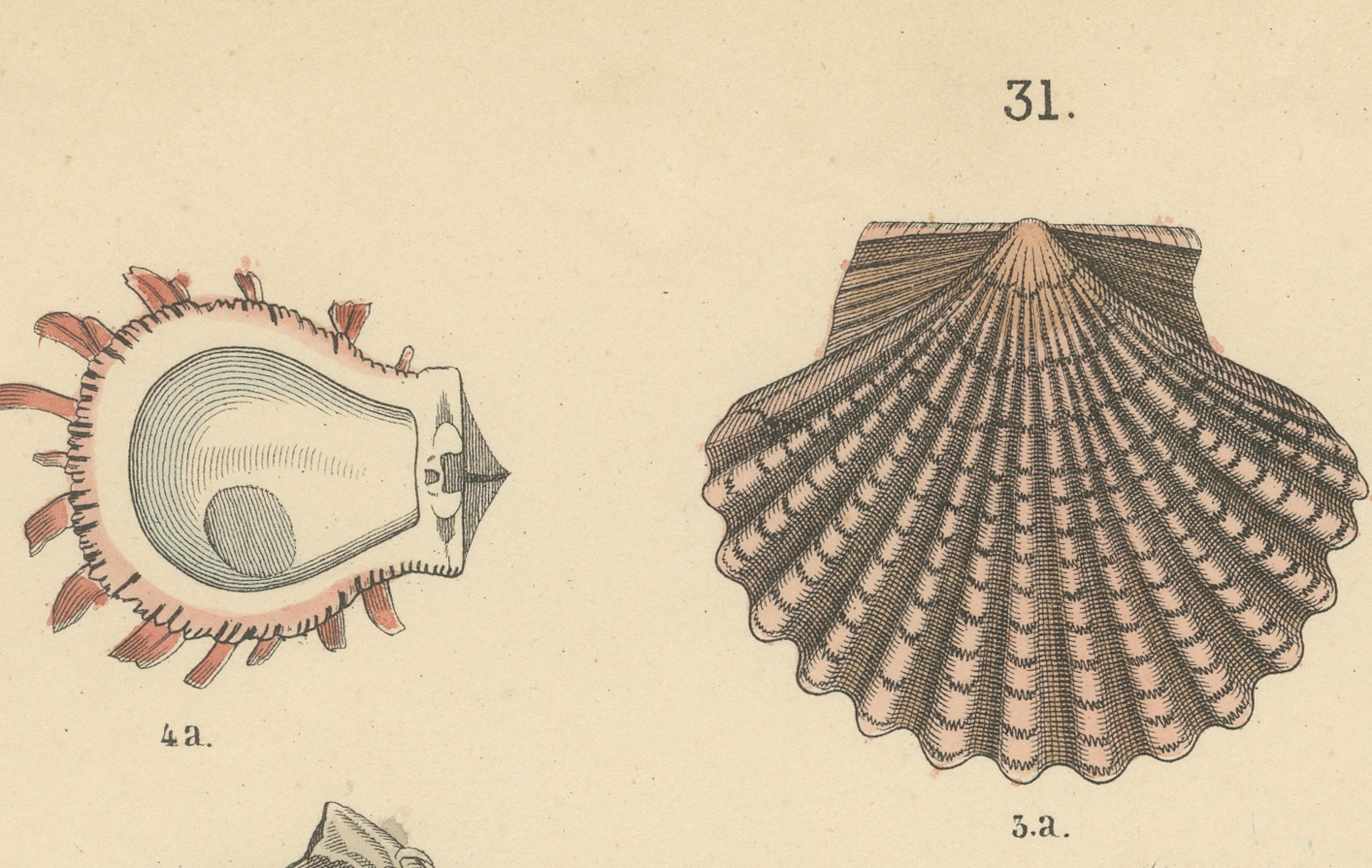 Muscheln & Muscheln Drucken: Muscheln, Austern, Jakobsmuscheln, Venusmuscheln - Antik 1867 (Mittleres 19. Jahrhundert) im Angebot