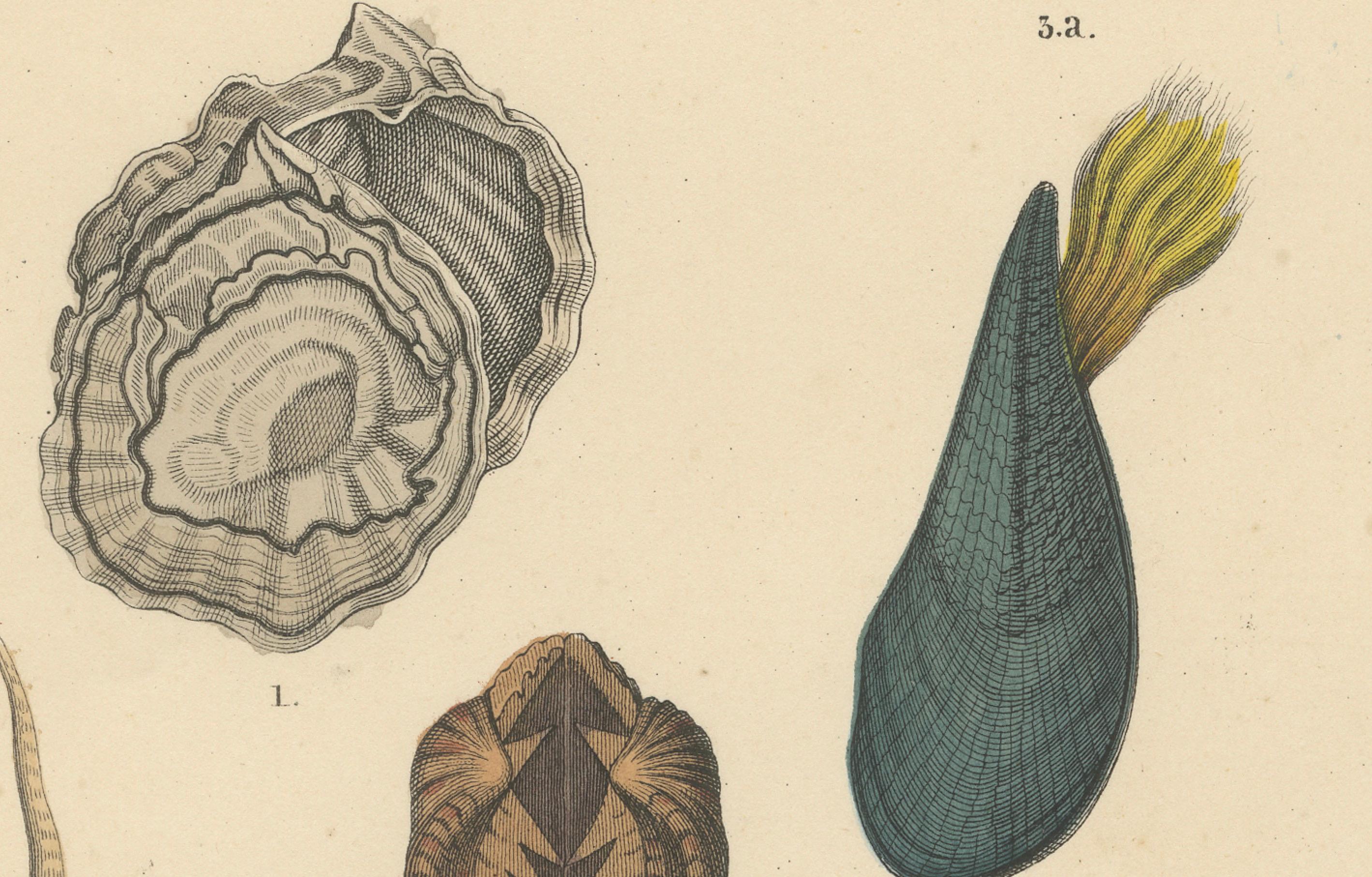 Muscheln & Muscheln Drucken: Muscheln, Austern, Jakobsmuscheln, Venusmuscheln - Antik 1867 (Papier) im Angebot