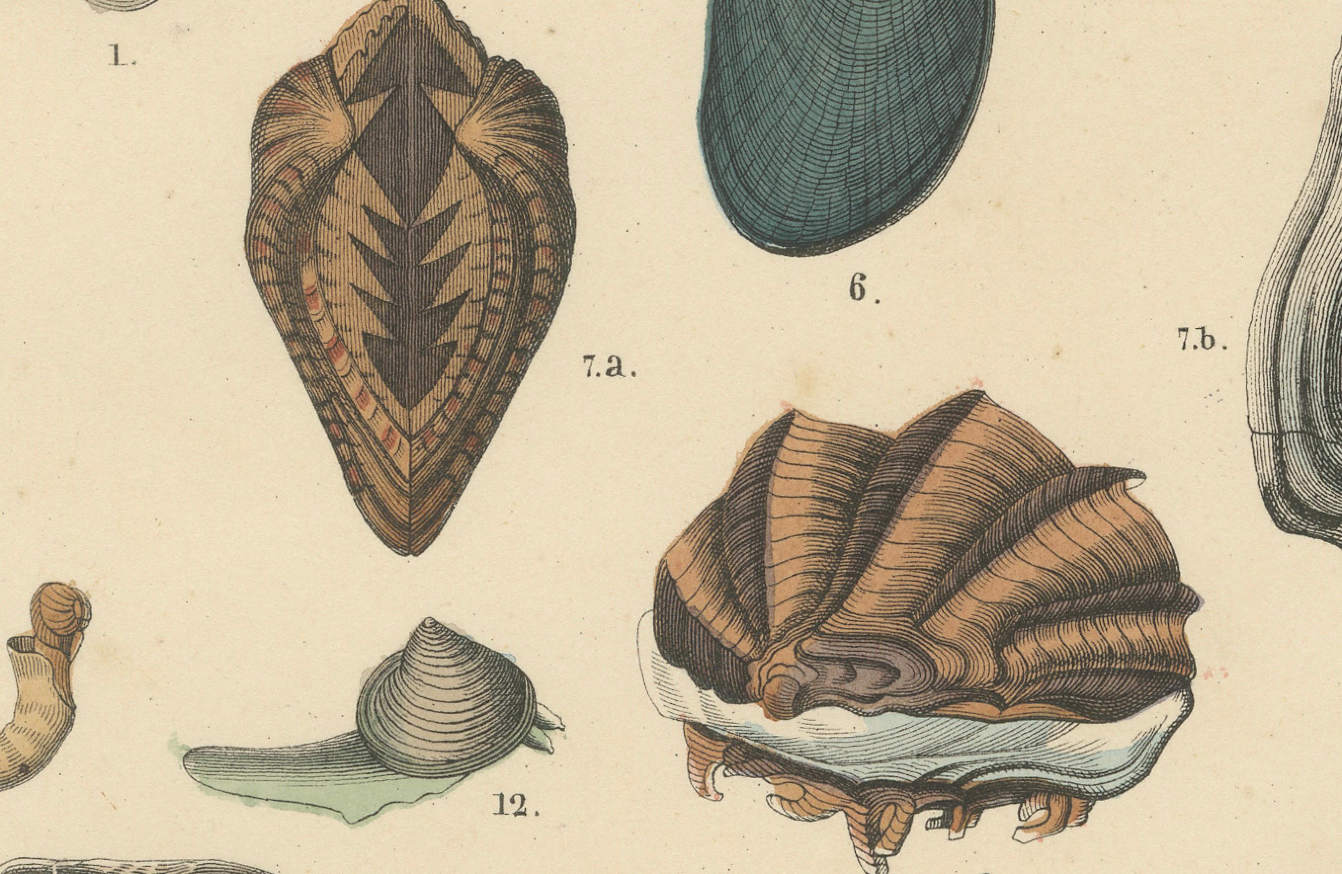 Muscheln & Muscheln Drucken: Muscheln, Austern, Jakobsmuscheln, Venusmuscheln - Antik 1867 im Angebot 1
