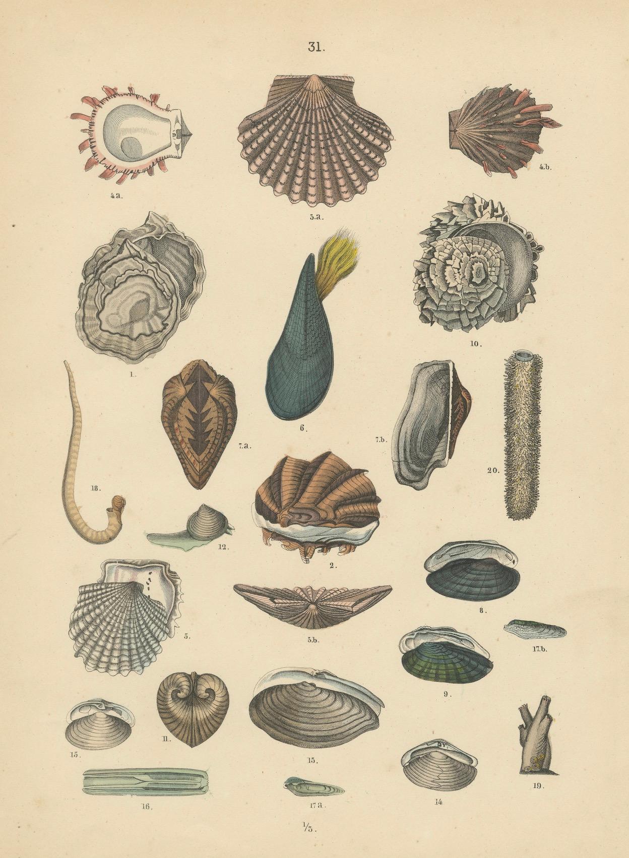 Muscheln & Muscheln Drucken: Muscheln, Austern, Jakobsmuscheln, Venusmuscheln - Antik 1867 im Angebot 2