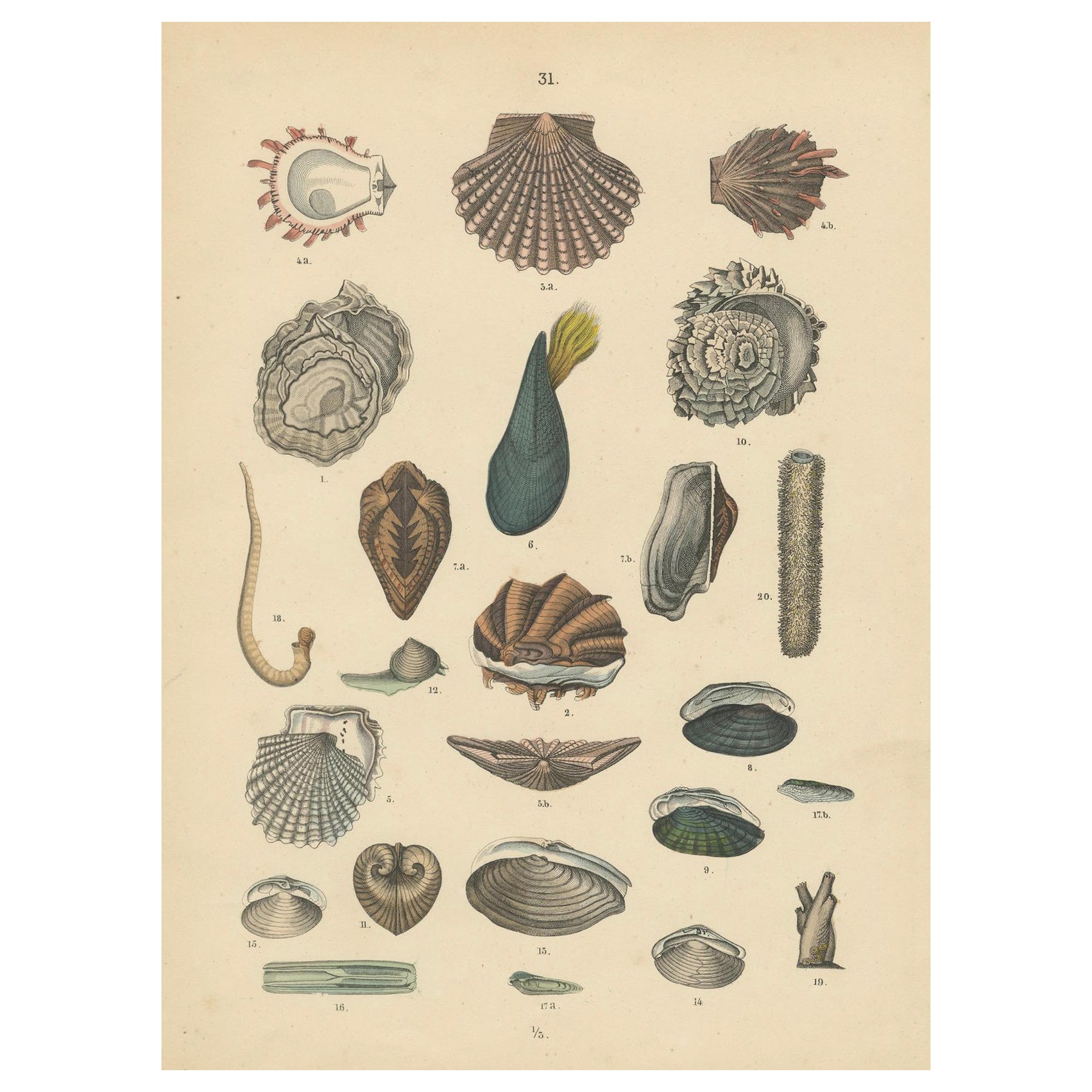 Shells & Bivalves Print: Mussels, Oysters, Scallops, Clams – Antique 1867