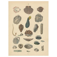 Shells & Bivalves Print: Mussels, Oysters, Scallops, Clams – Antique 1867