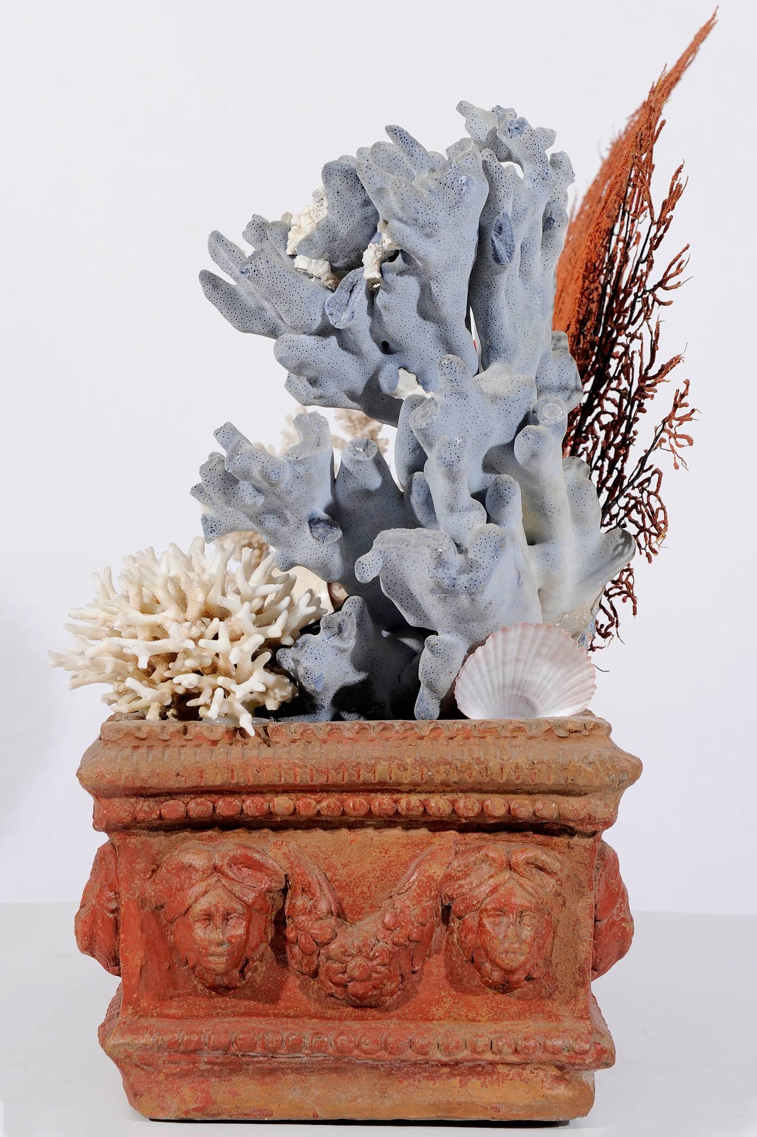 Hand-Crafted Unusual Shells Composition in Antique Terracotta Italian Pot