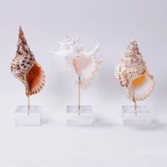 Shells Mounted on Lucite