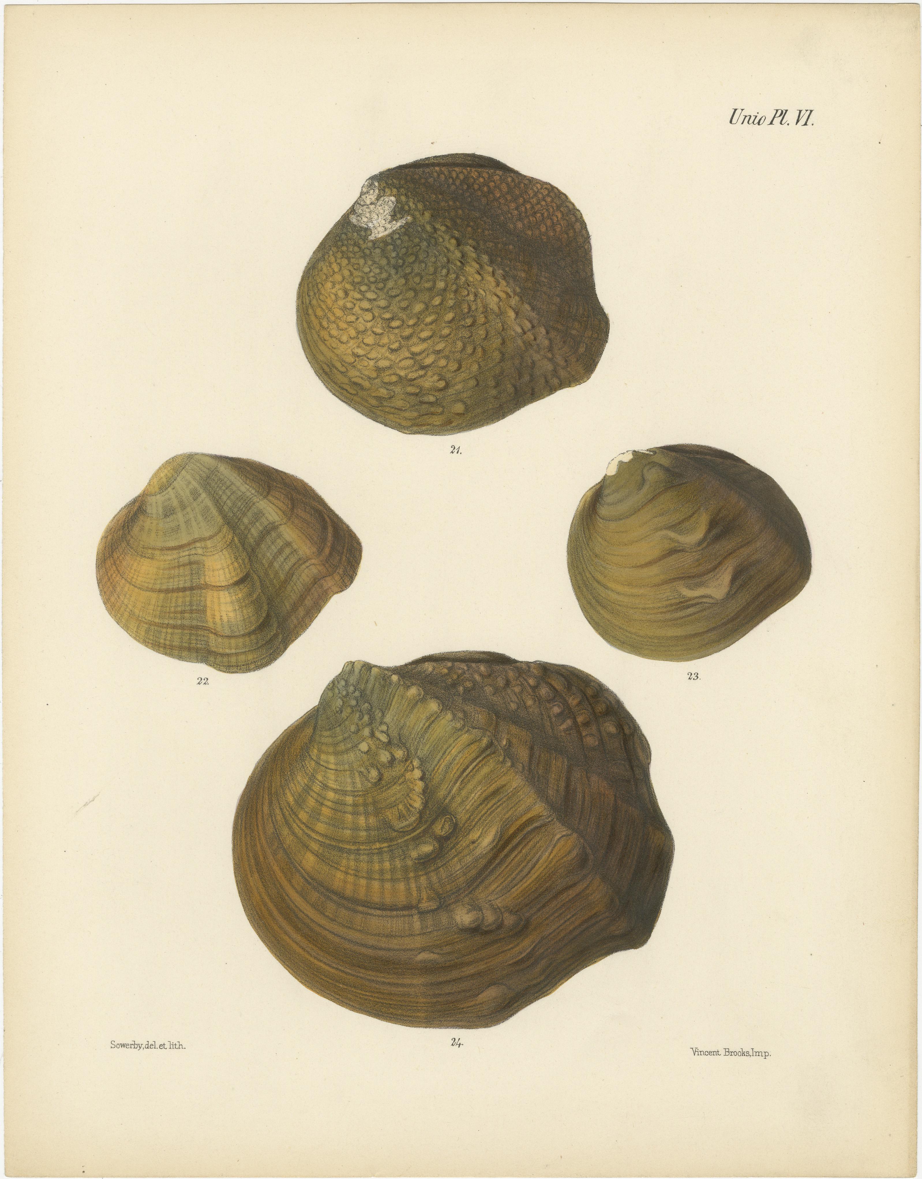 Titel: Muscheln der Unio: Eine Studie über die Vielfalt der Natur

Beschreibung: Diese Zusammenstellung enthält zwei detaillierte Gravuren mit dem Titel 