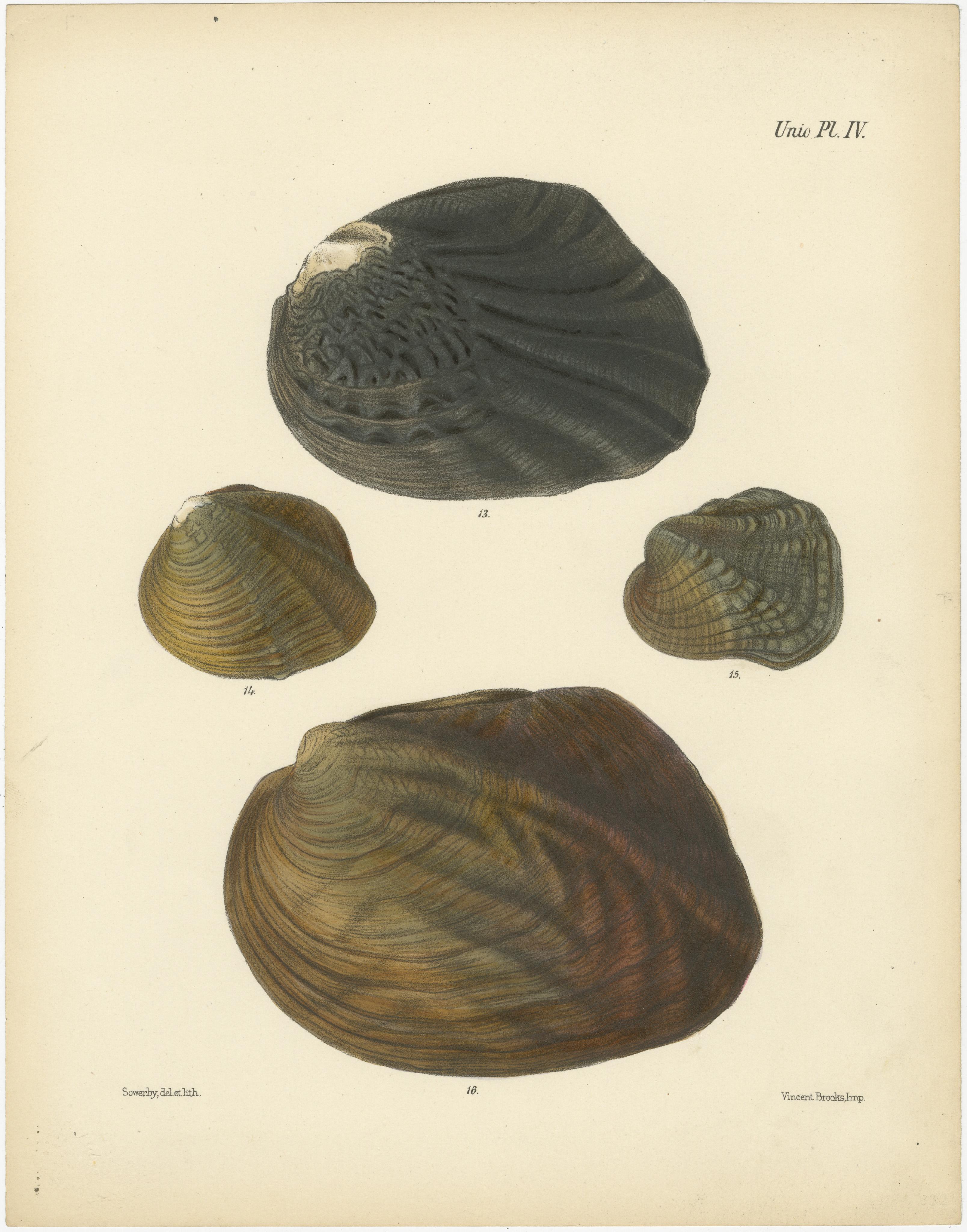 Shells of the Unio: A Study in Nature's Diversity, um 1842 (Graviert) im Angebot