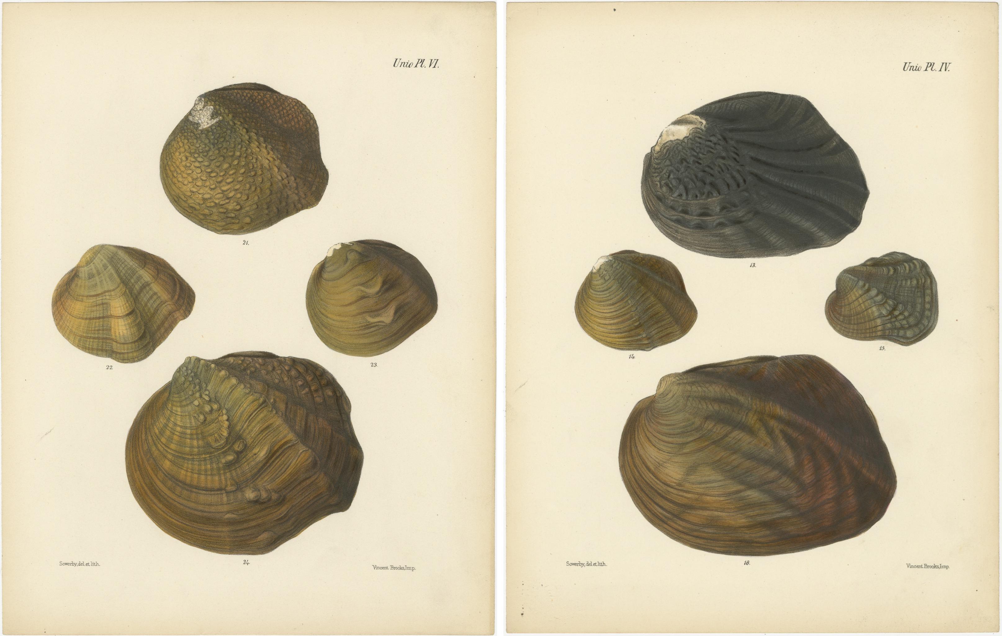 Shells of the Unio: A Study in Nature's Diversity, um 1842 im Zustand „Gut“ im Angebot in Langweer, NL