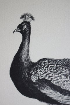 Beautiful Bird (Artist Proof)