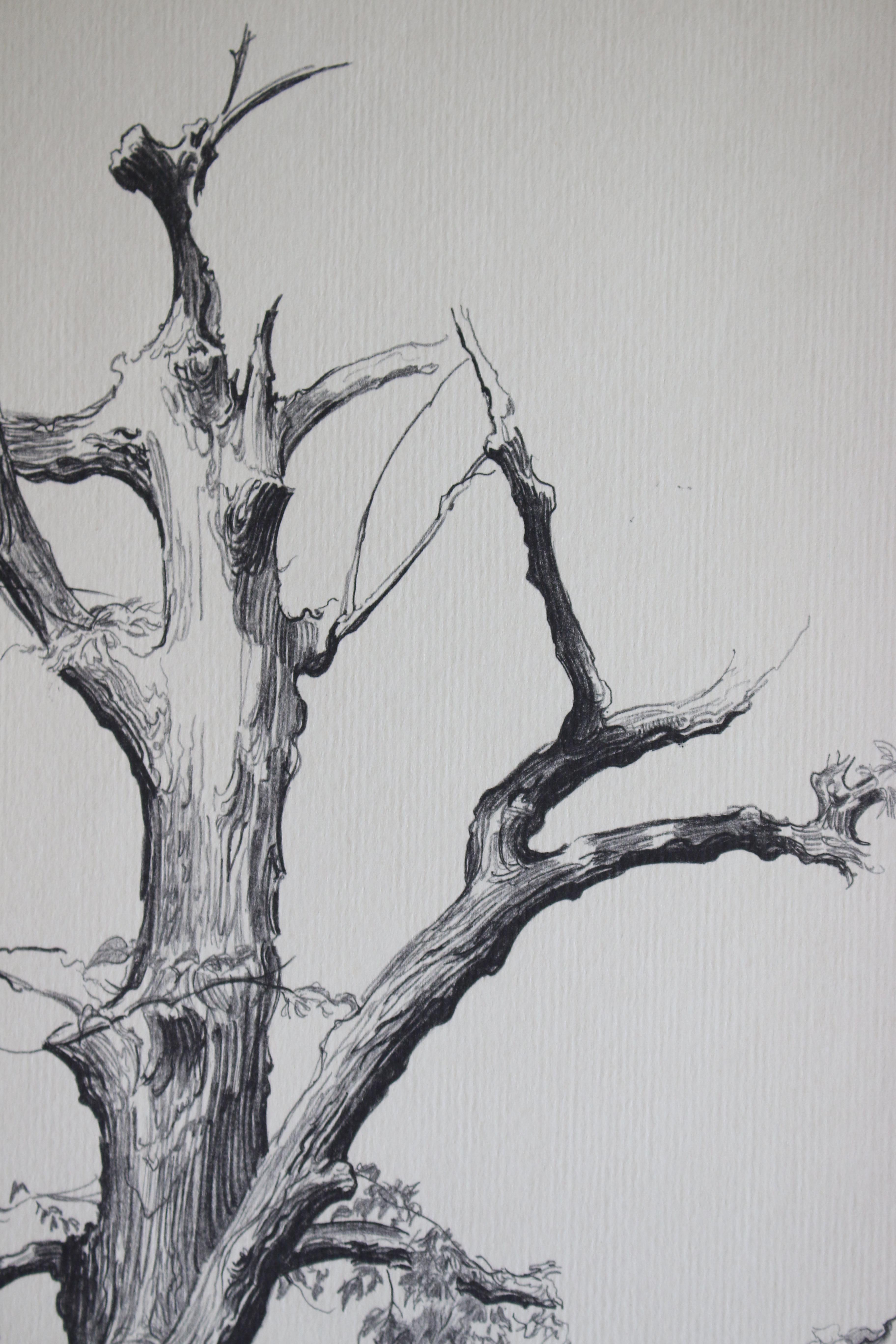 Dying Elm, Vermont (Artist Proof) - Print by Shelly Fink