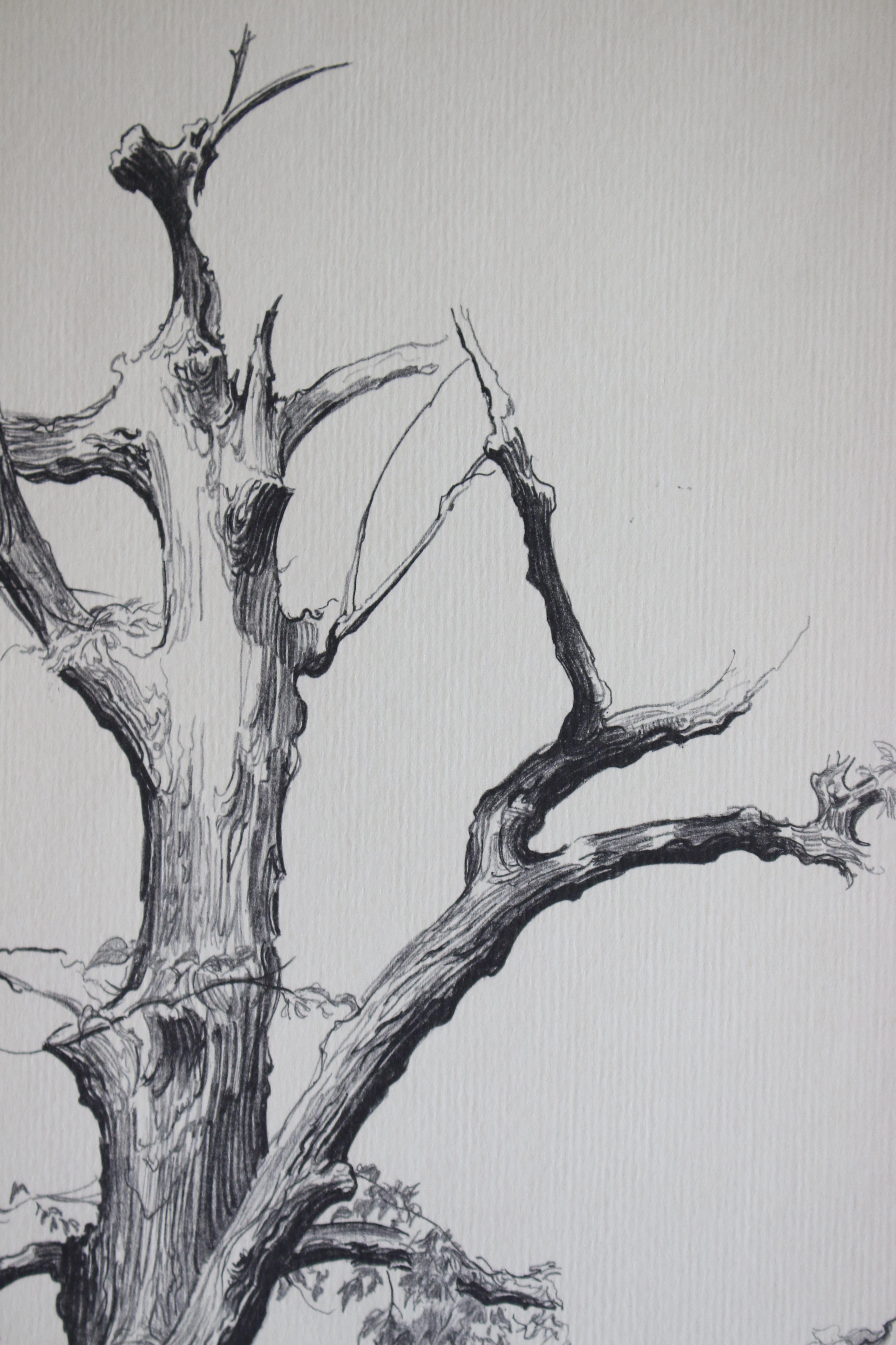 Olmo moribundo, Vermont (Prueba de artista) - Print de Shelly Fink