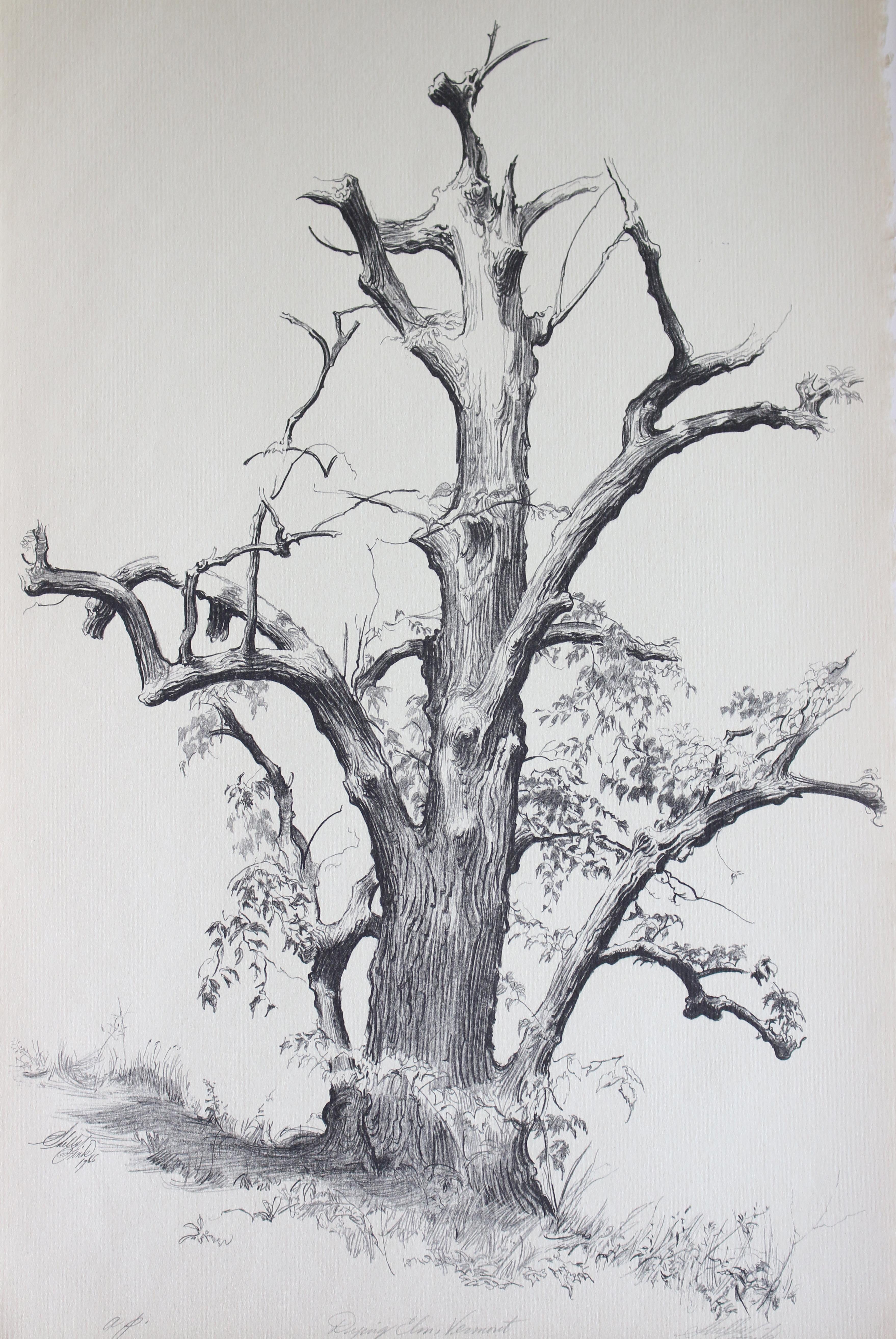 Dying Elm, Vermont (Artist Proof)